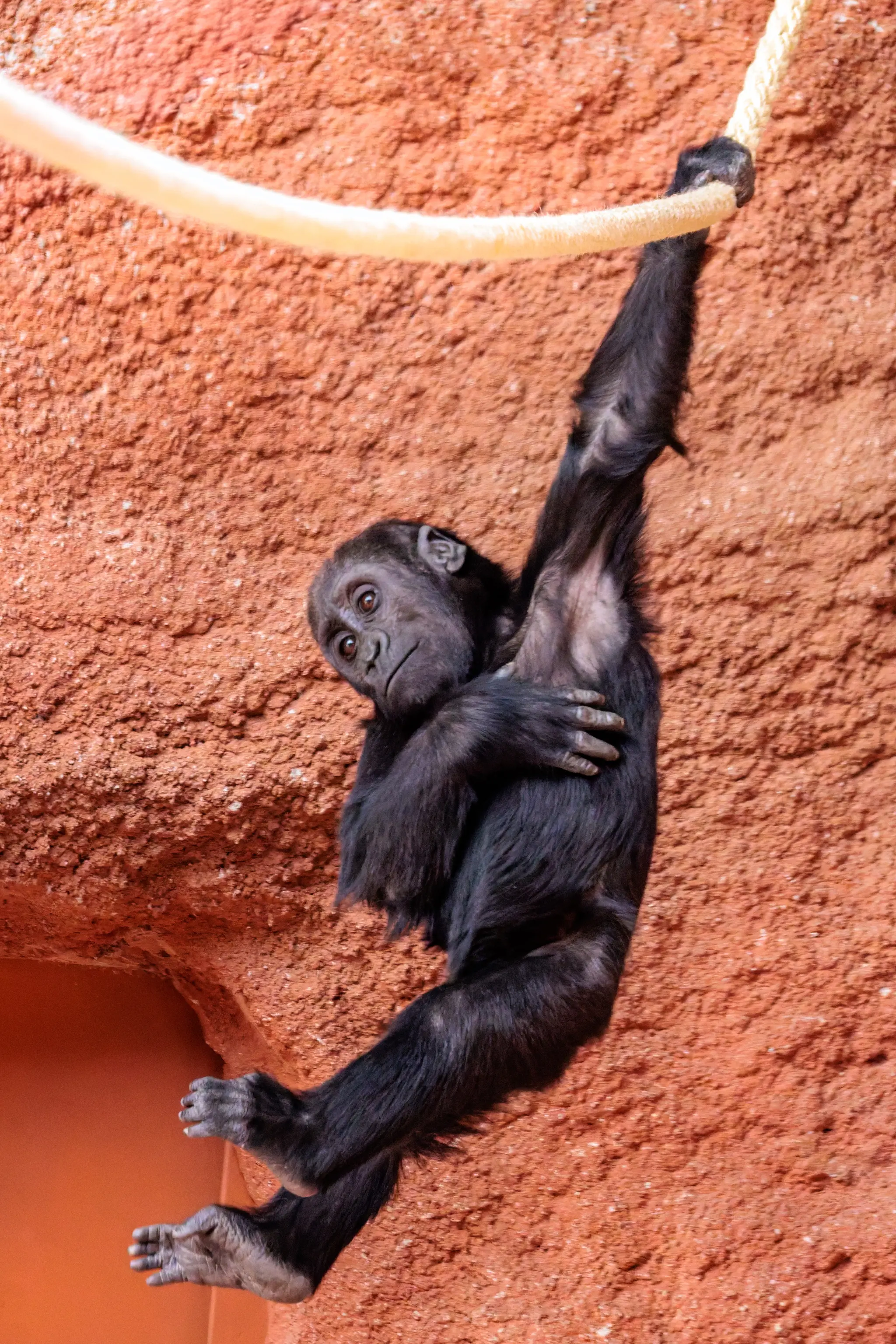Ein neugieriges Gorilla-Jungtier hängt spielerisch an einem dicken Seil vor einer felsigen, roten Wand im Prager Zoo 