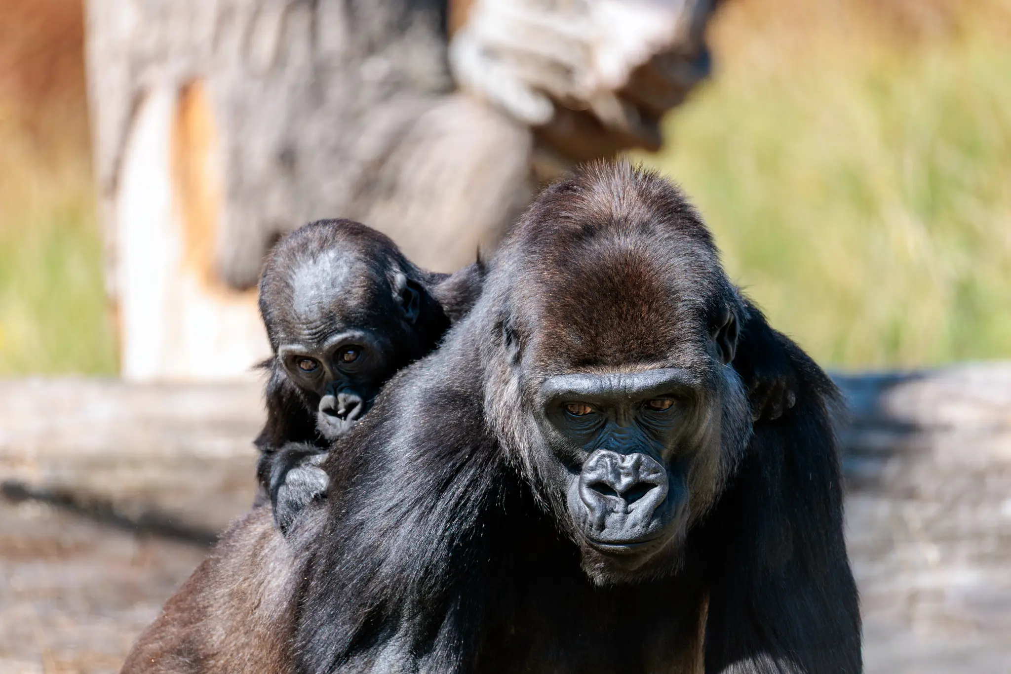 Porträt einer Gorilla-Mutter, die ihr Jungtier auf dem Rücken trägt