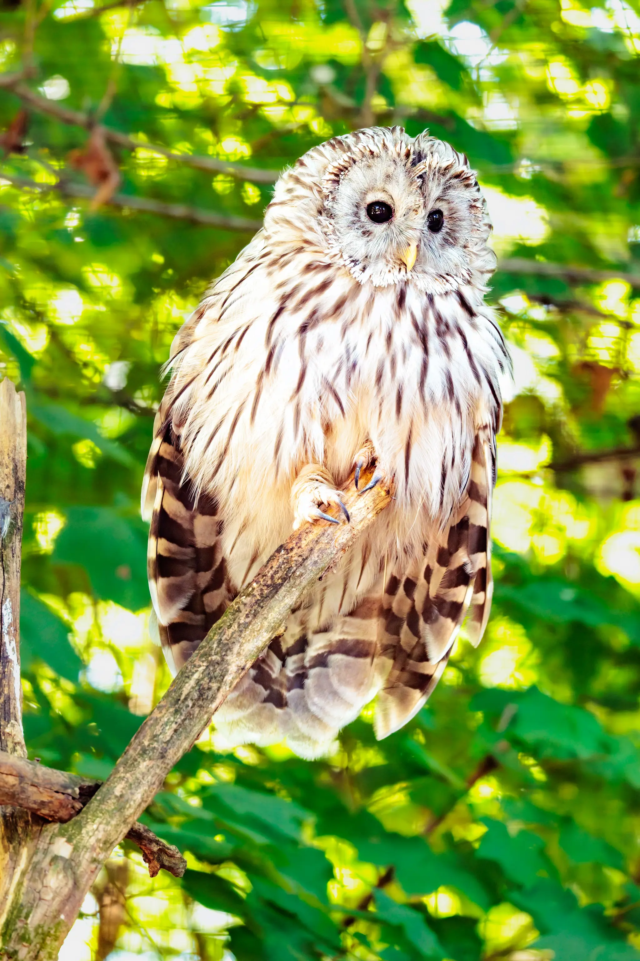 Ein Habichtskauz mit hellem Gefieder und dunklen Augen ruht auf einem Ast im Prager Zoo vor einem leuchtend grünen, unscharfen Hintergrund 