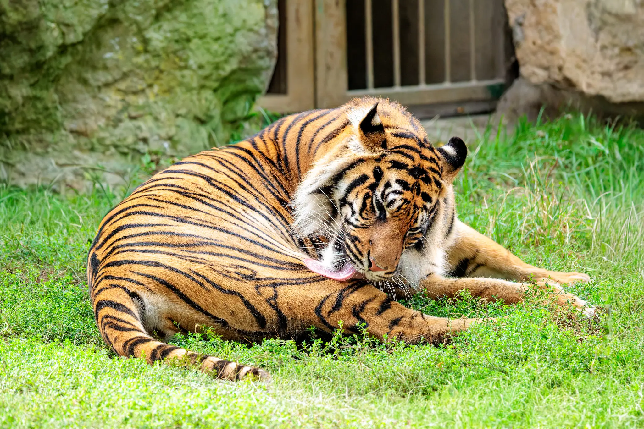 Ein Tiger leckt versunken sein Flankengefieder, während er auf dem grünen Rasen vor der Felswand liegt und die Augen geschlossen hält.
