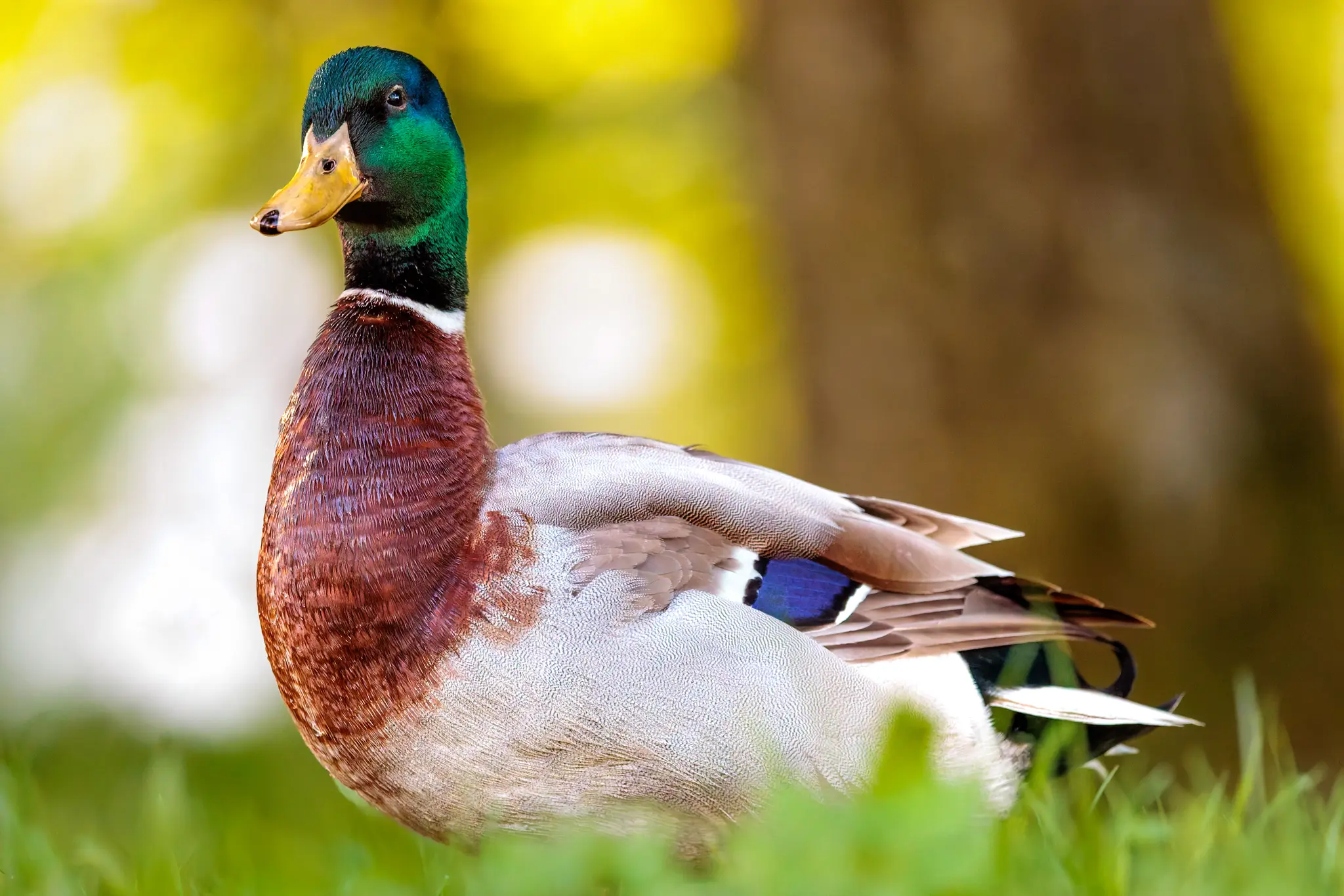 Enten & Teichrallen an der JKU