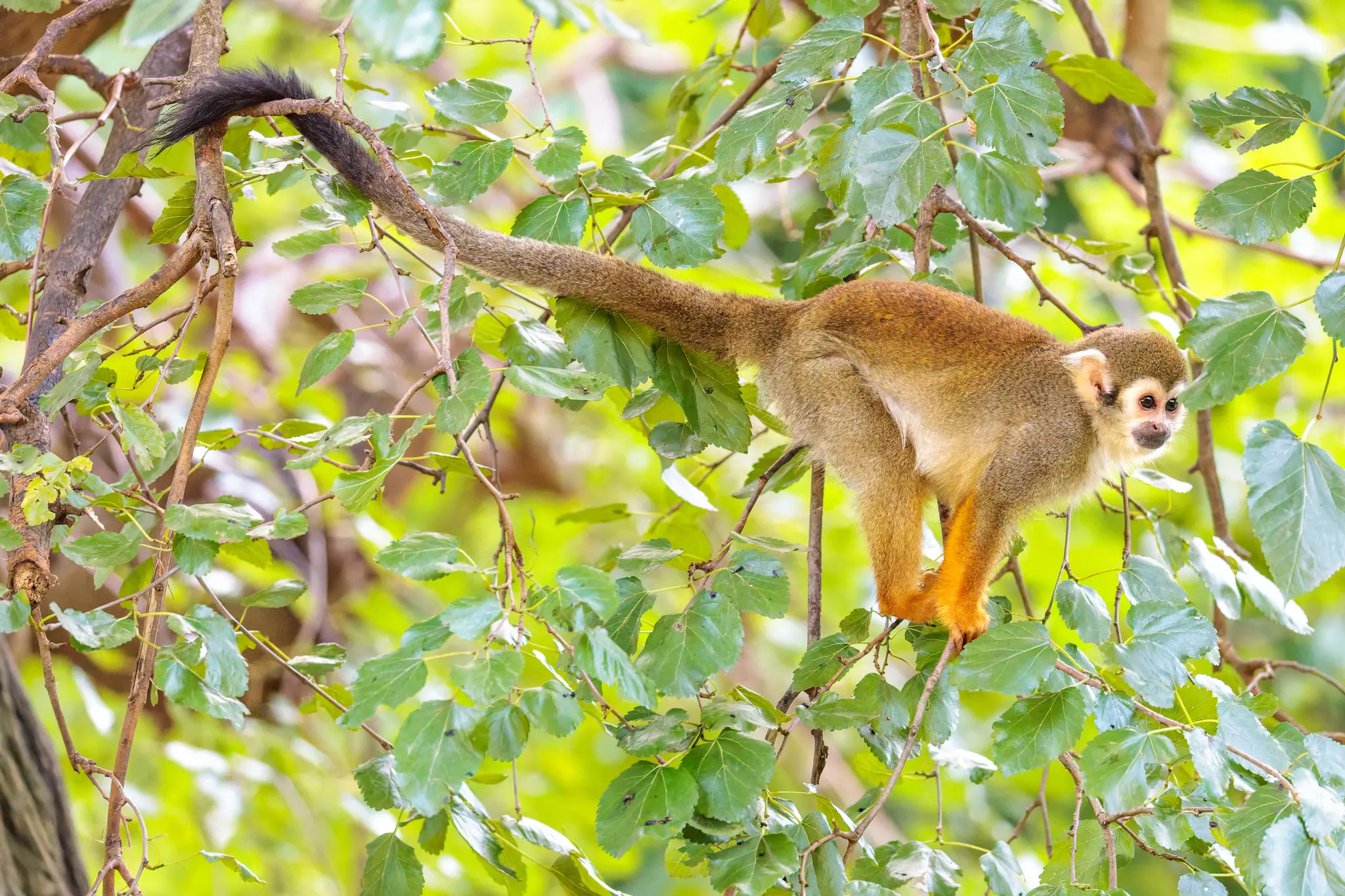 Ein Totenkopfaffe klettert an einem Baumast, umgeben von sattgrünem Laub im Prager Zoo 