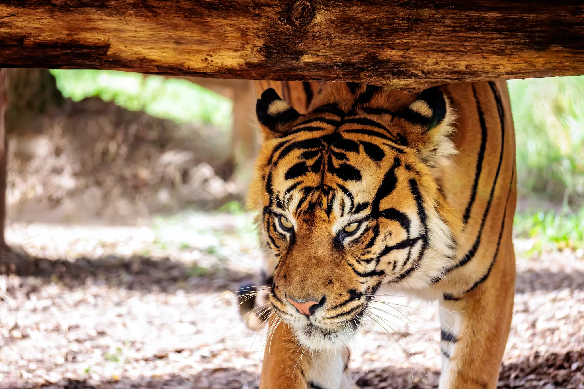 Zwischen Baumstamm und Felsen blickt ein Tiger intensiv in die Kamera; das enge Frontalporträt fängt den direkten Augenkontakt ein.