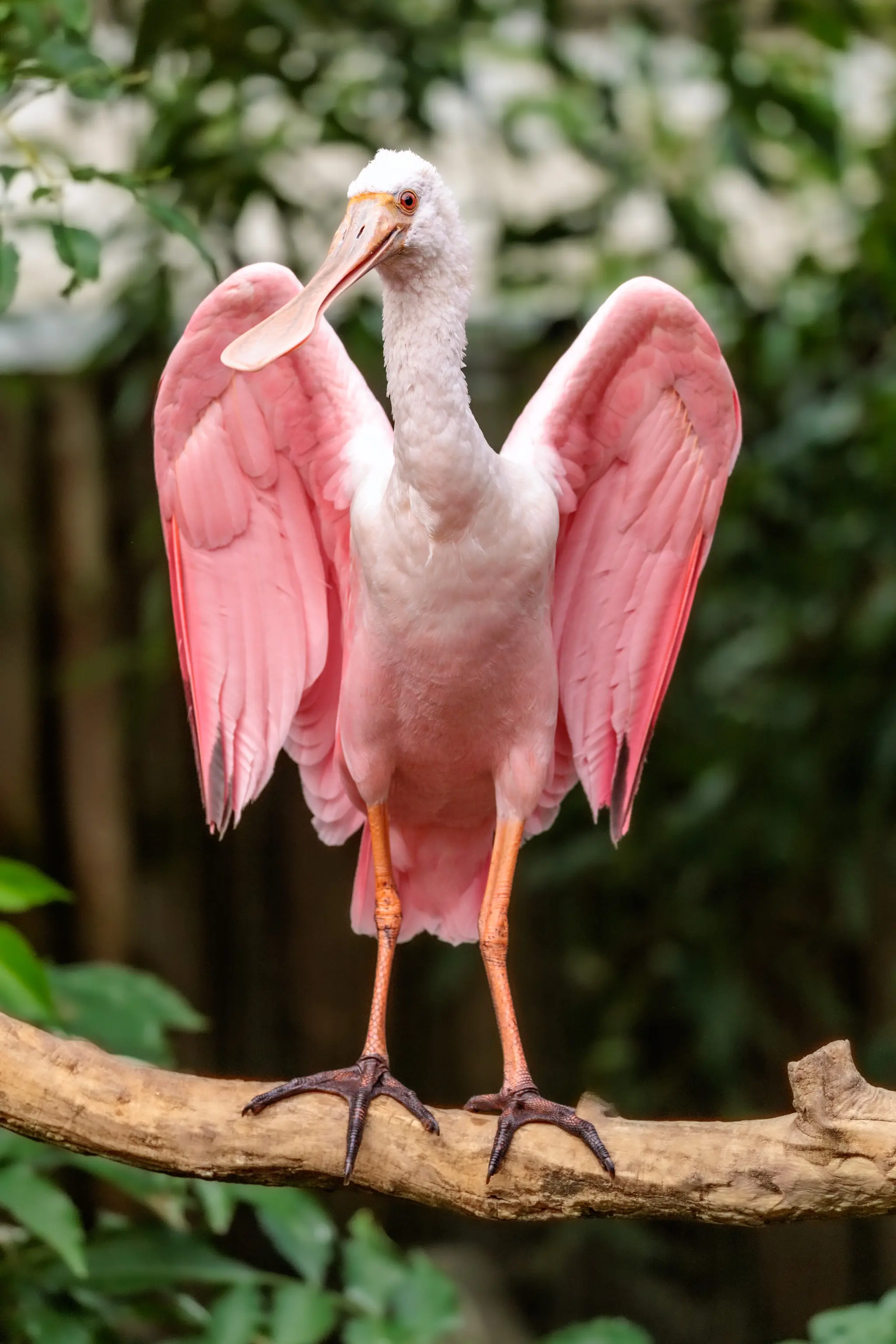 Der Rosalöffler hält die Flügel symmetrisch nach oben gestreckt und wendet den Blick zur Kamera; die Streckpose zeigt die volle Spannweite.