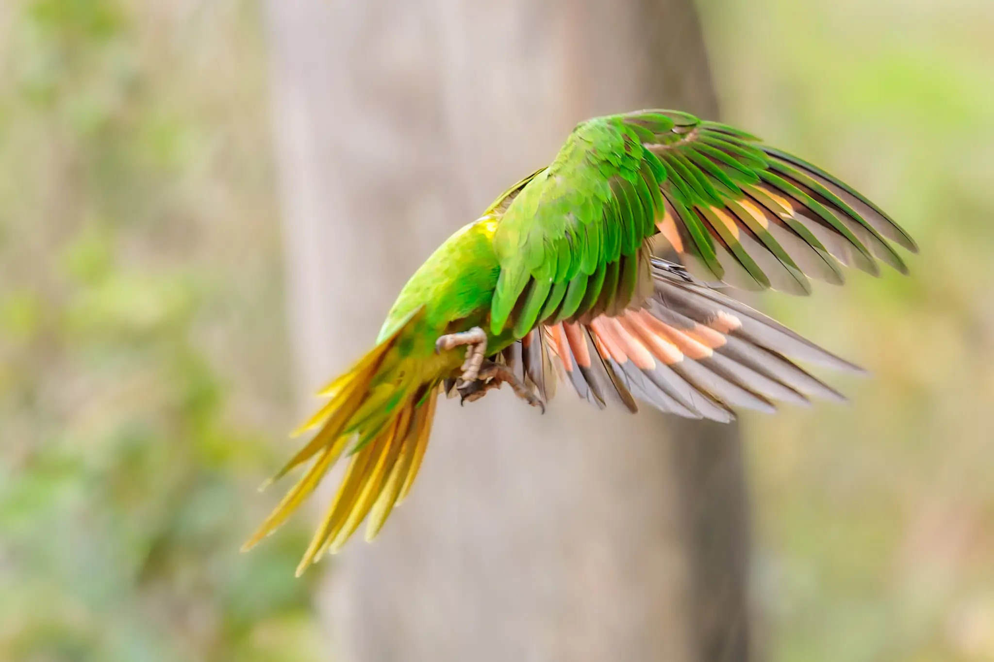 Ein Schuppenlori im tiefen Flügelschlag von unten; grüne Oberseite, gelber Schwanz und rote Unterflügel füllen das Bild.
