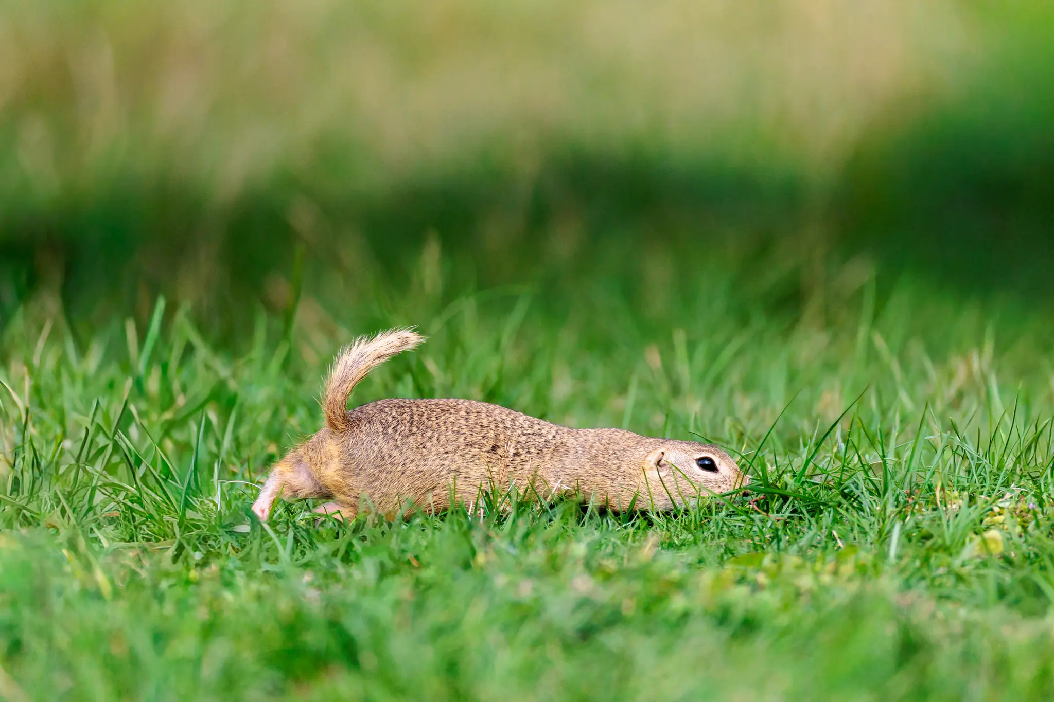 Ein Europäischer Ziesel huscht geduckt durch das Gras; das fleckige Sandfell und der kurze, aufgestellte Schwanz zeichnen den Moment.