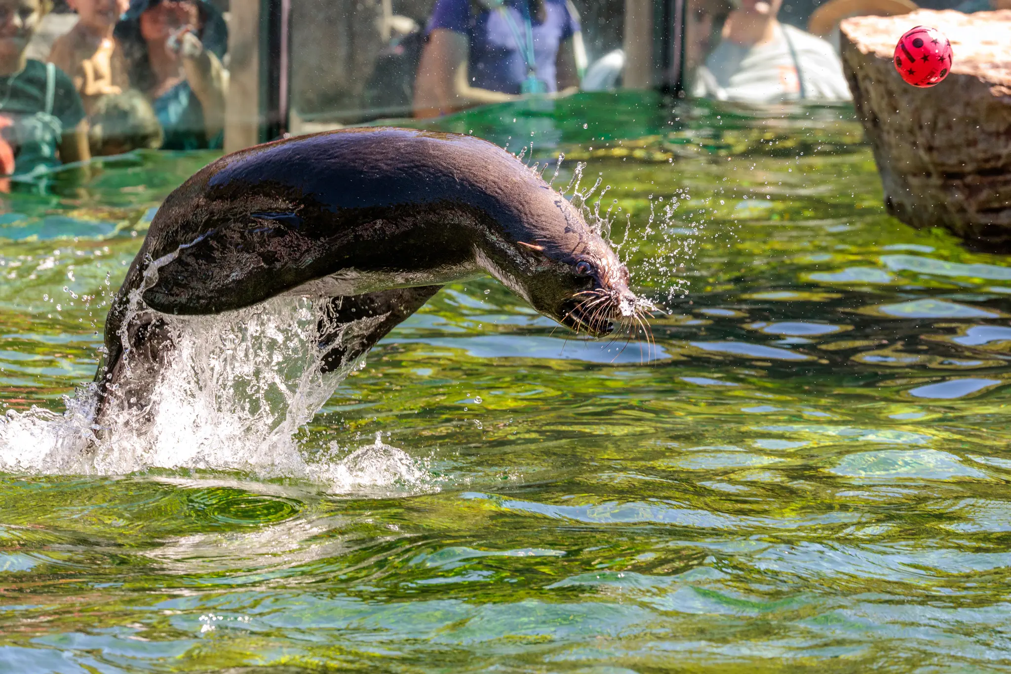 Eine Robbe springt mit einem kraftvollen Sprung aus dem grünlich schimmernden Wasser, erzeugt eine große Fontäne und schaut auf einen roten Ball in der Luft, während Zoobesucher im verschwommenen Hintergrund zu sehen sind