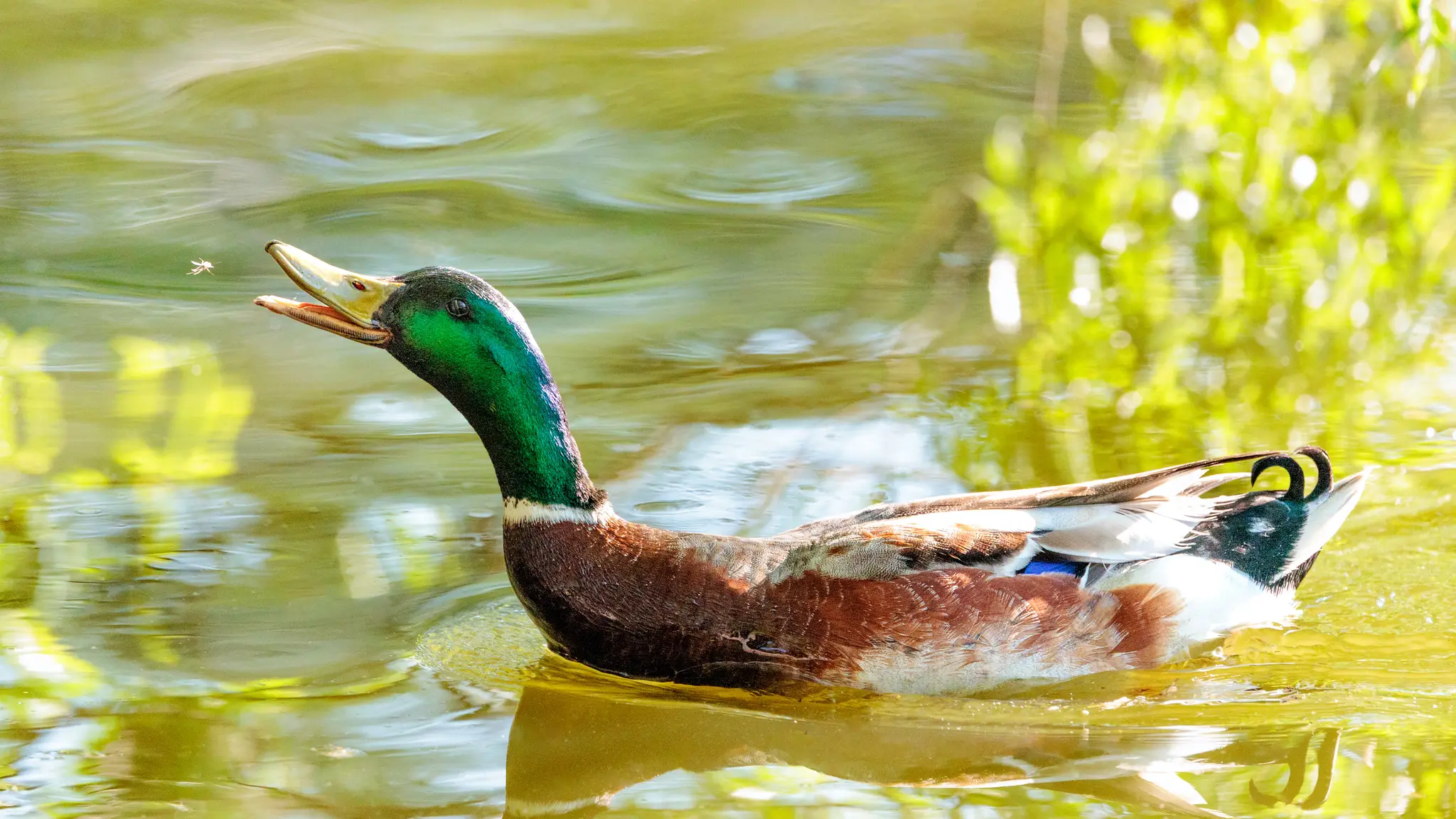 Ein Erpel mit leuchtend grünem Kopf fängt eine Fliege über grünem Wasser
