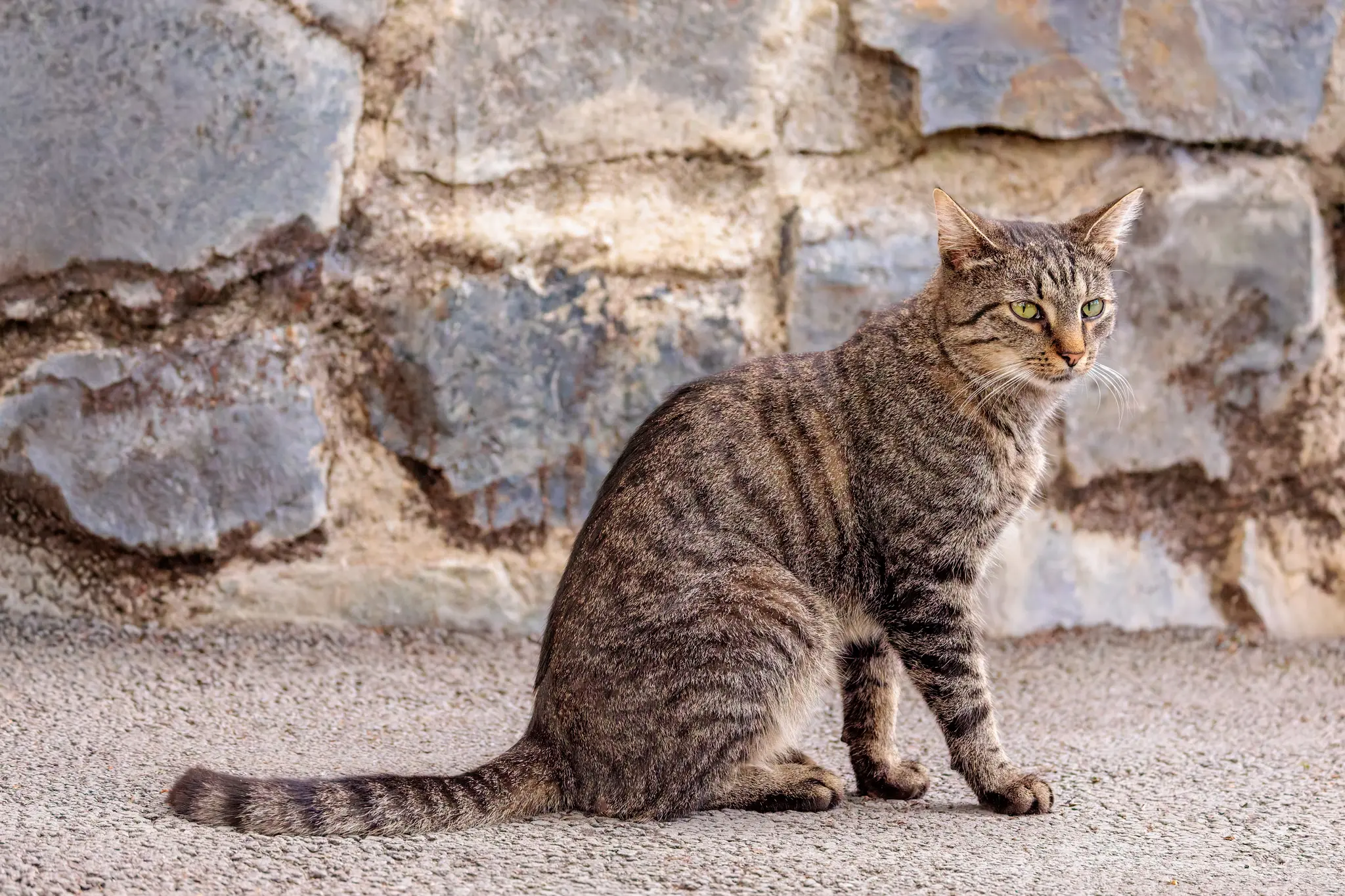 Eine getigerte Katze sitzt aufmerksam vor der Sandsteinmauer.