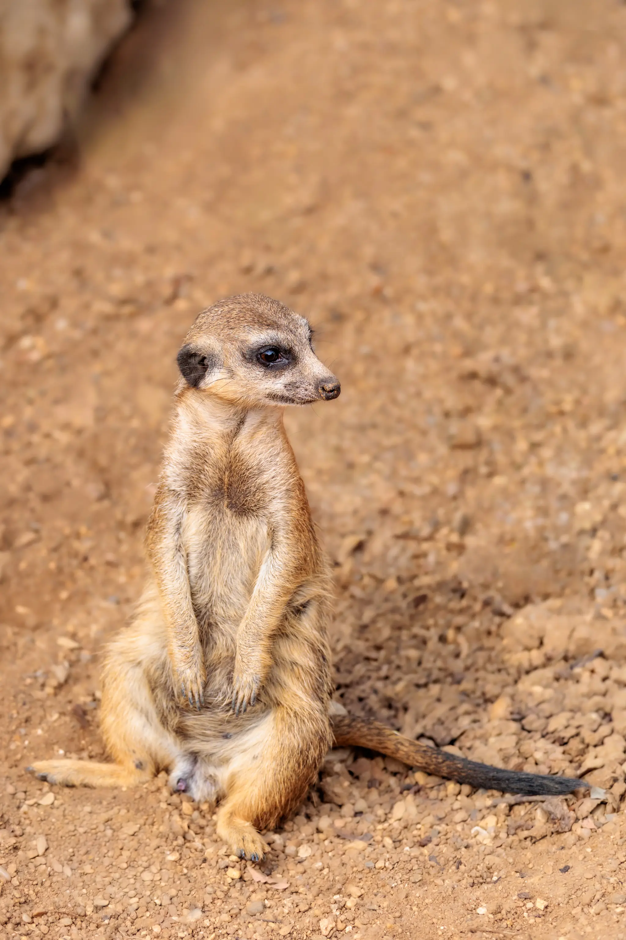 Ein Erdmännchen sitzt aufrecht auf dem rötlichen Boden, die Vorderpfoten zwischen den Hinterbeinen, den Schwanz nach rechts gelegt.