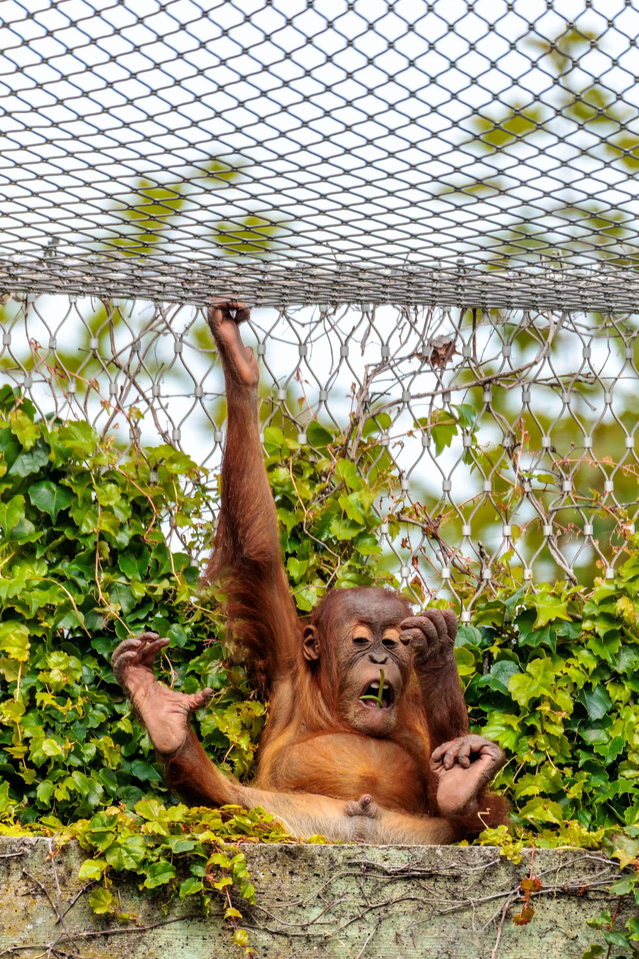 Ein junger Orang-Utan liegt auf dem Rücken auf der Betonkante, greift hoch zum Netz und knabbert an einem Grashalm; Efeu rahmt das Bild.