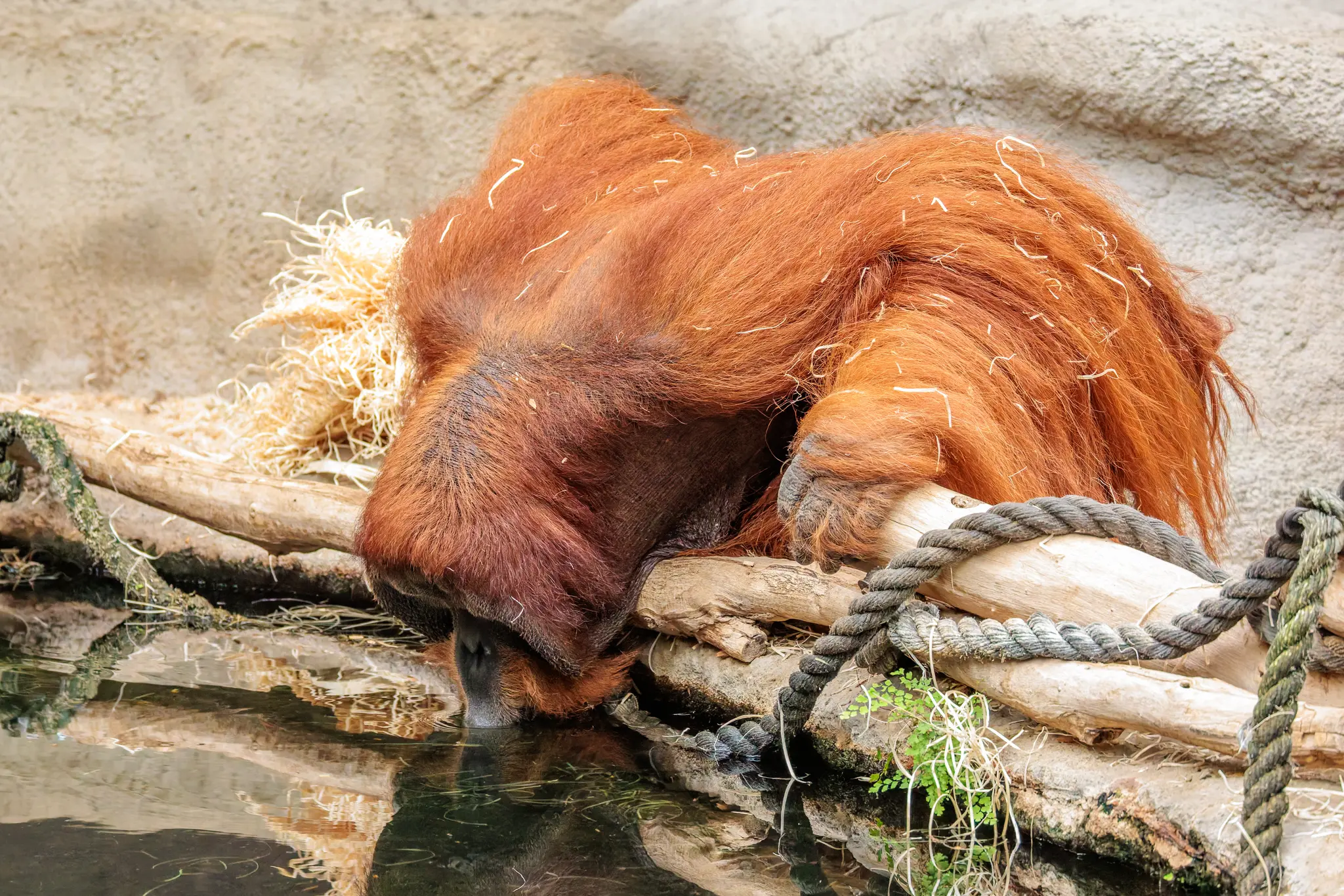 Ein Orang-Utan trinkt mit gesenktem Kopf aus dem Wasserbecken; Strohhalme hängen in seinem Fell.