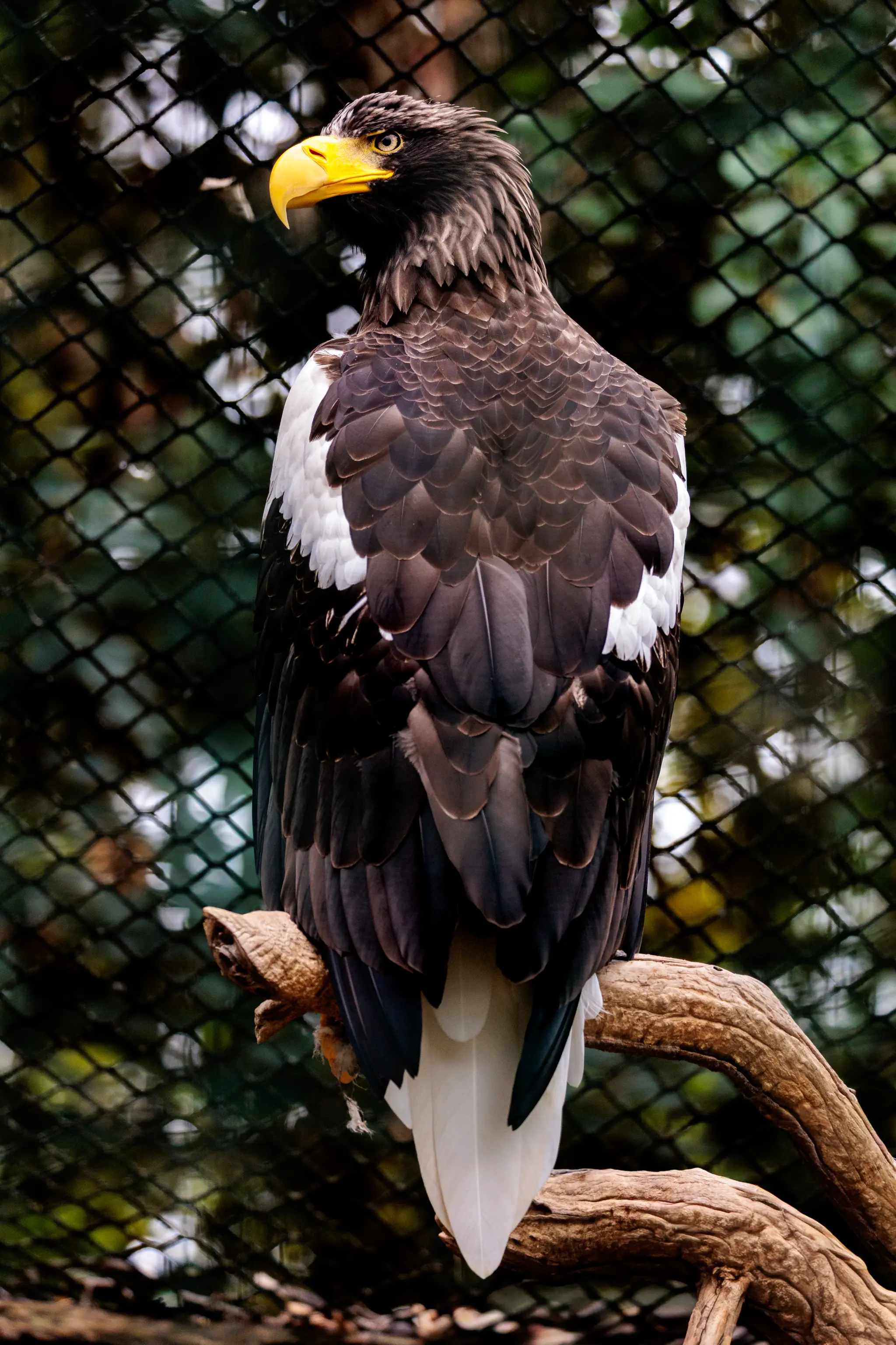 Ein Stellers Seeadler thront auf dem Treibholz und blickt über die Schulter; der massive gelbe Schnabel hebt sich vom dunklen Gitter ab.