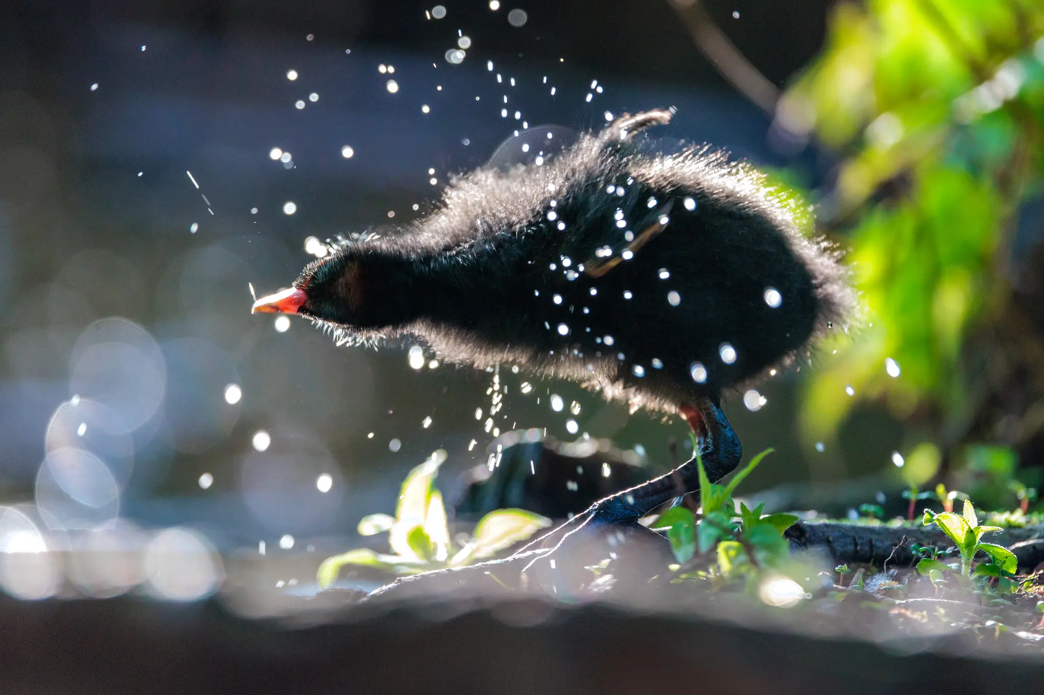 Ein schwarzes, flauschiges Teichhuhnküken schüttelt Wasser ab, wodurch glitzernde Wassertropfen im Gegenlicht fliegen, vor unscharfem Naturhintergrund 