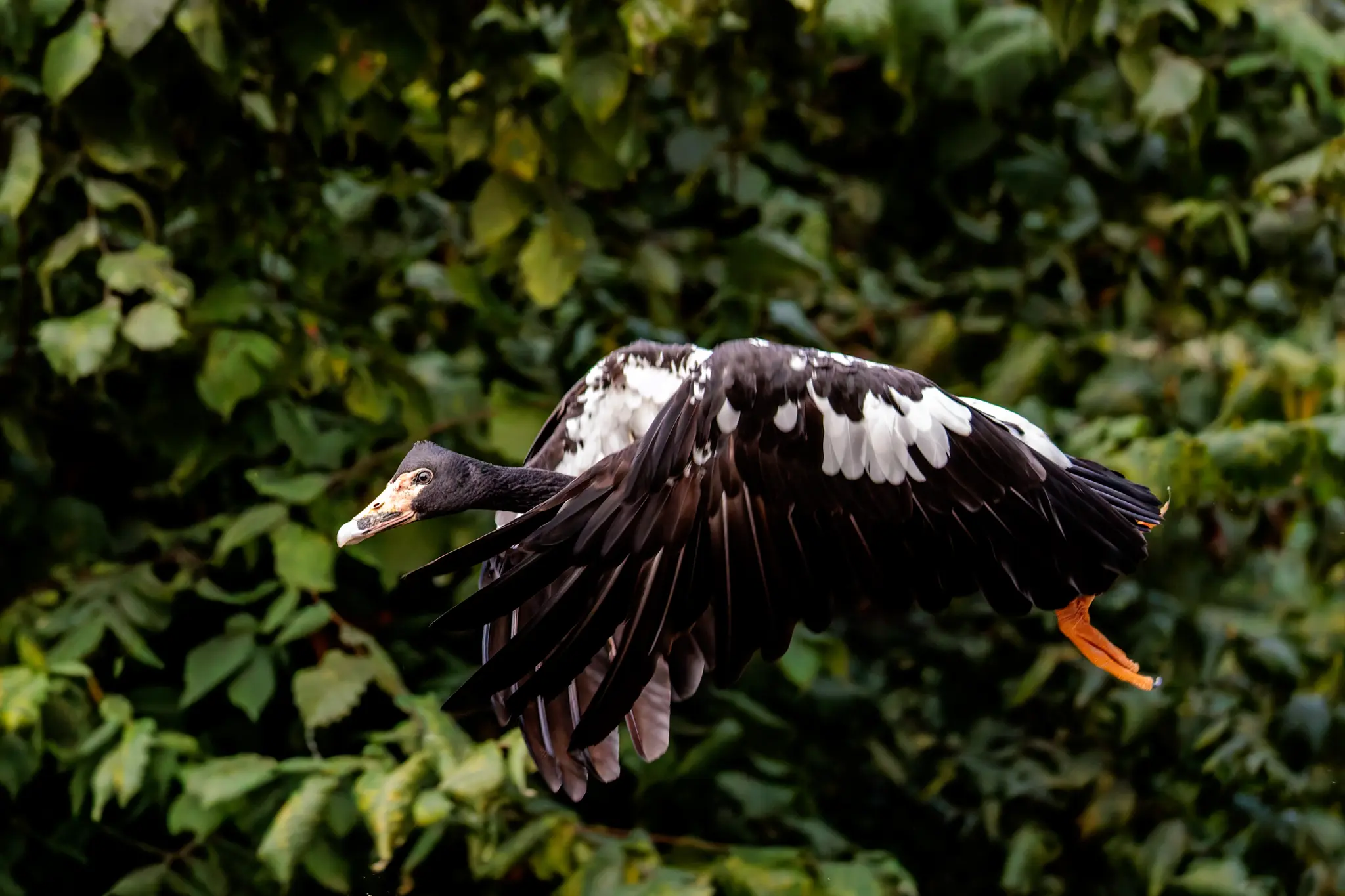 Eine Moschusgans zieht im Flug die Flügel tief nach unten und wendet den Blick zur Seite; dichtes Blattwerk bildet den Hintergrund.