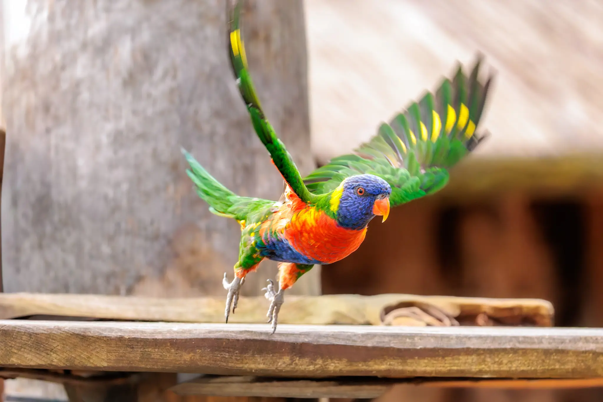 Ein Allfarblori hebt mit erhobenen Flügeln vom Futterbrett ab; blauer Kopf, orangerote Brust und gelber Nackenkragen leuchten.