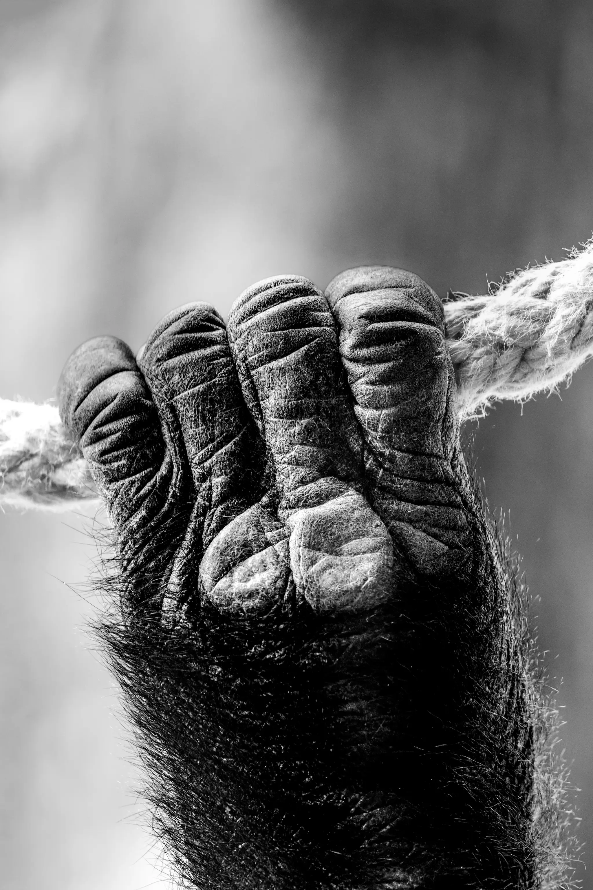 Schwarz-Weiß-Detailansicht einer faltigen Gorillahand, die sich fest an ein dickes, ausgefranstes Seil klammert, aufgenommen im Prager Zoo 