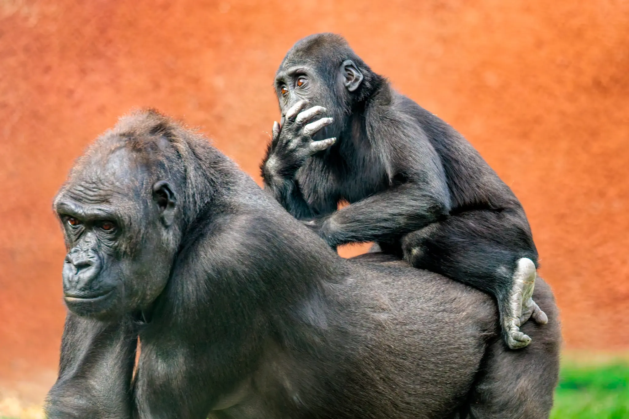 Ein junger Gorilla reitet auf dem Rücken eines Erwachsenen und hält die Hand vor das Gesicht; warmes Licht füllt die Anlage.
