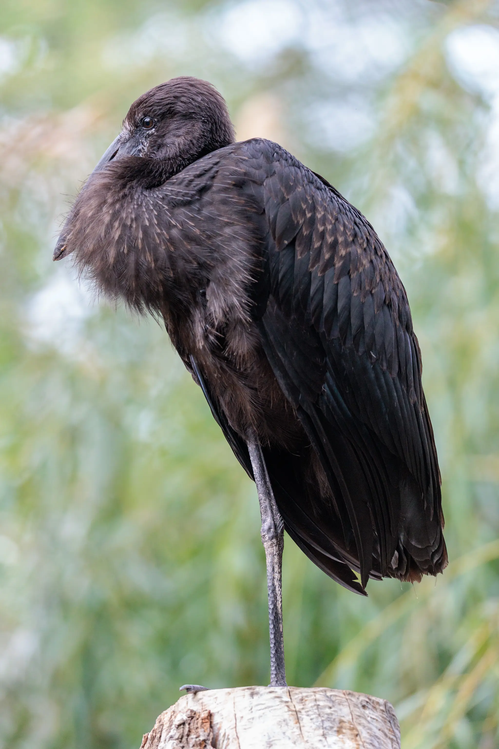 Ein Mohrenstorch ruht auf einem Bein auf dem Holzpfahl und steckt den Schnabel ins Rückengefieder; grünes Bokeh umgibt die Pose.