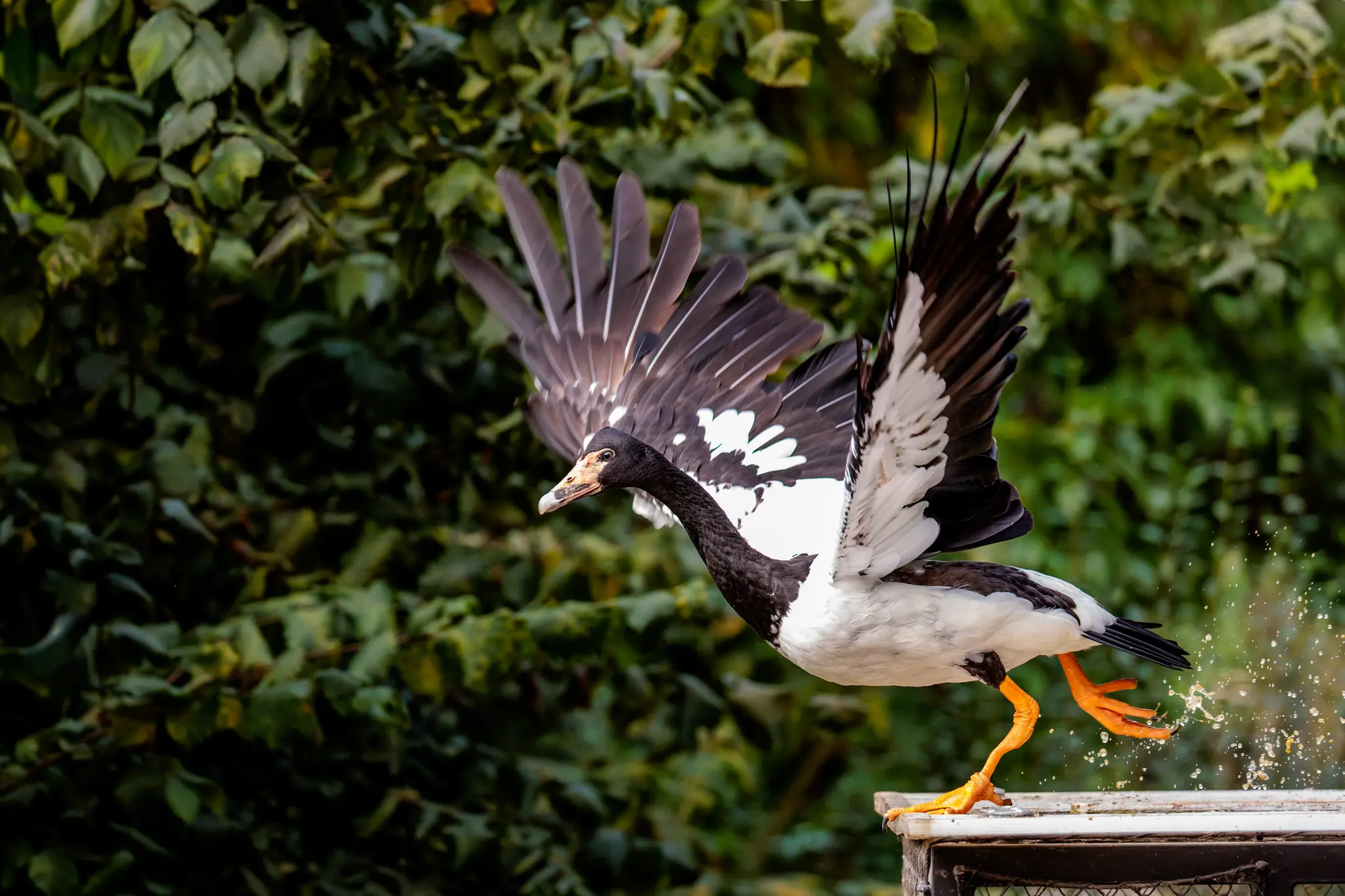 Eine Moschusgans hebt mit weit geöffneten Flügeln von der Plattform ab; der schwarz-weiße Kopf ist deutlich zu sehen.