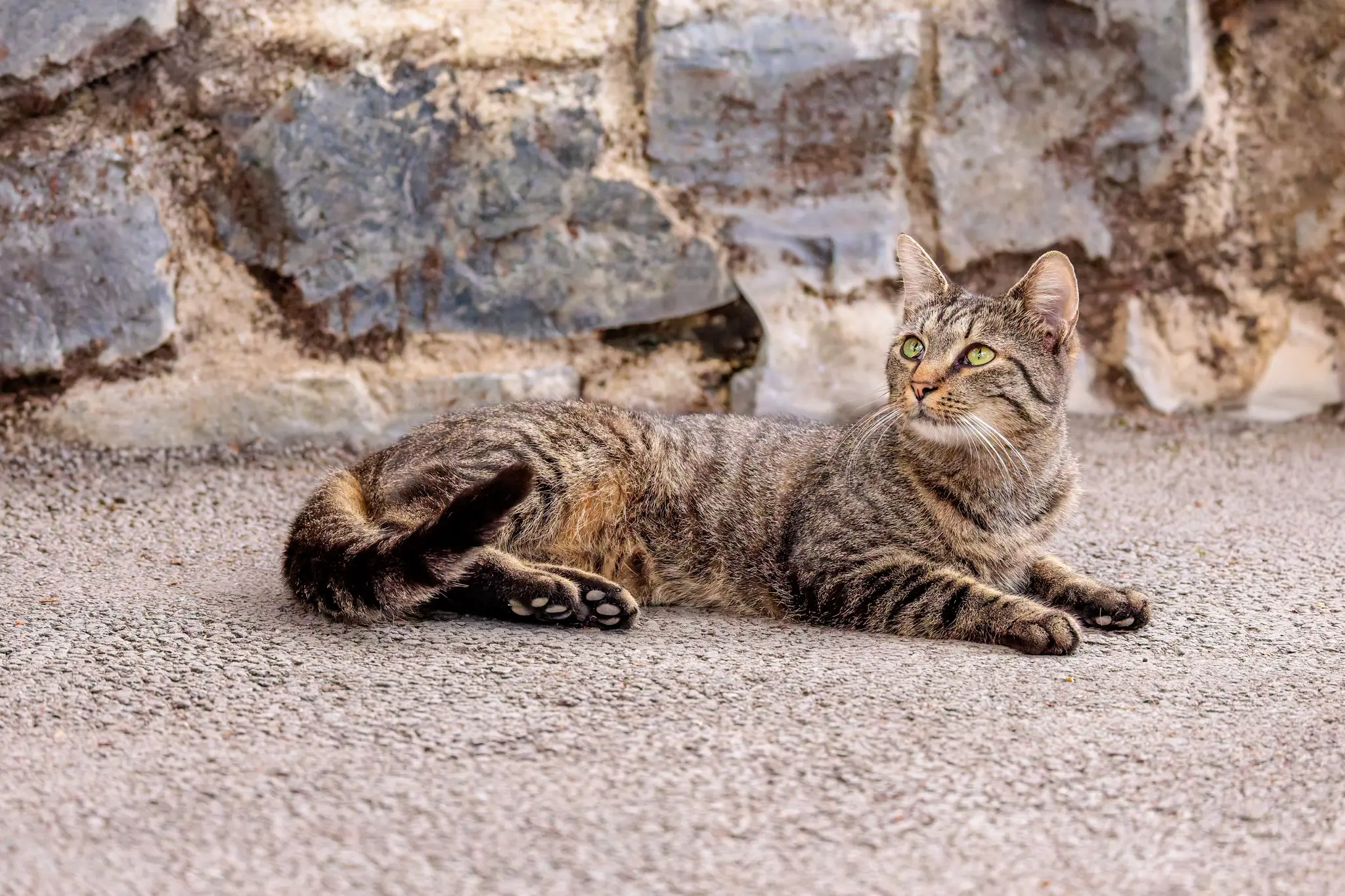 Eine getigerte Katze liegt entspannt und blickt nach oben links; die Pfotenballen sind sichtbar.