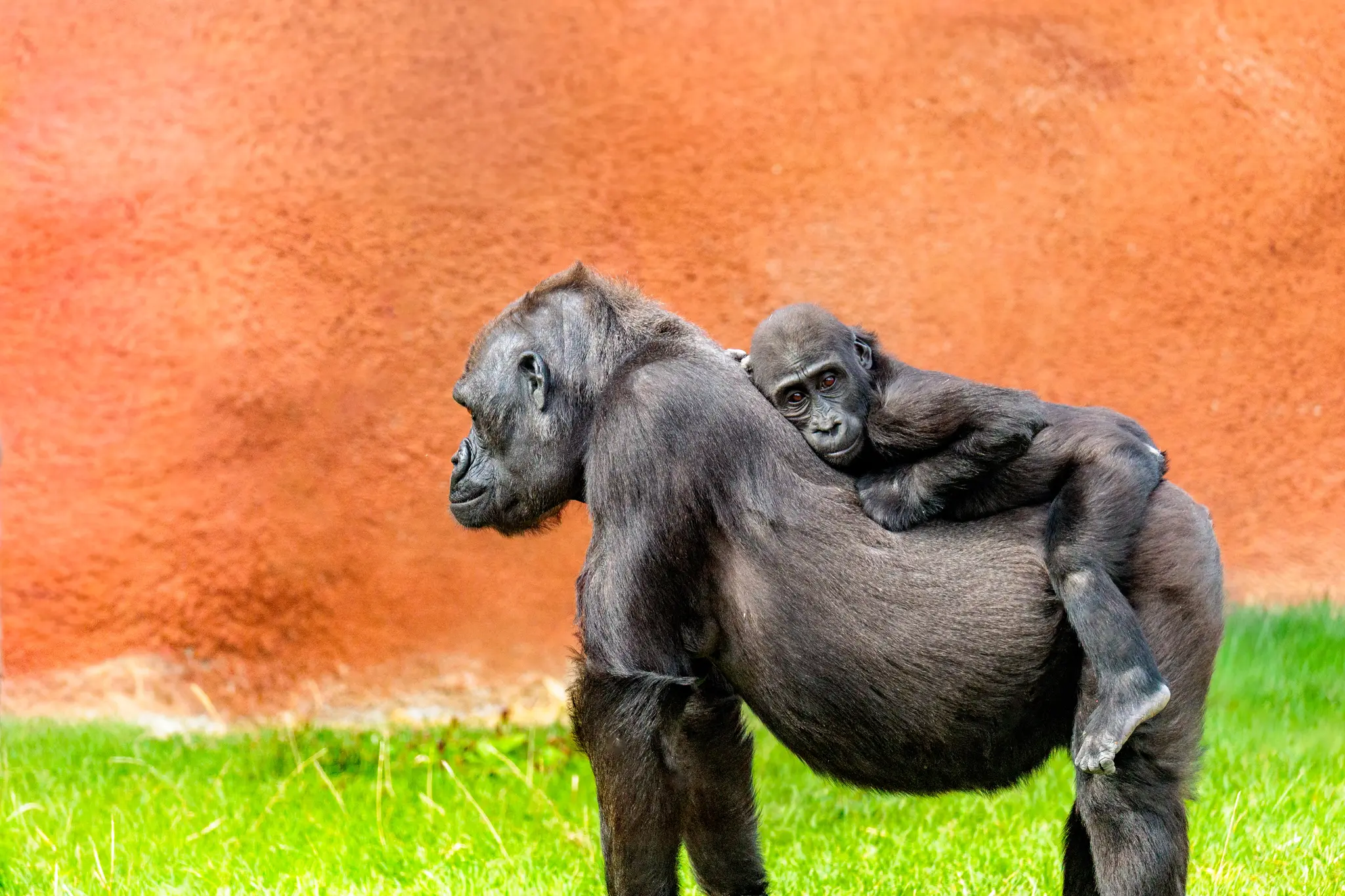 Eine Gorilla-Frau trägt ihr Jungtier auf dem Rücken über die Wiese; das Gesicht des Kleinen wendet sich zur Kamera.