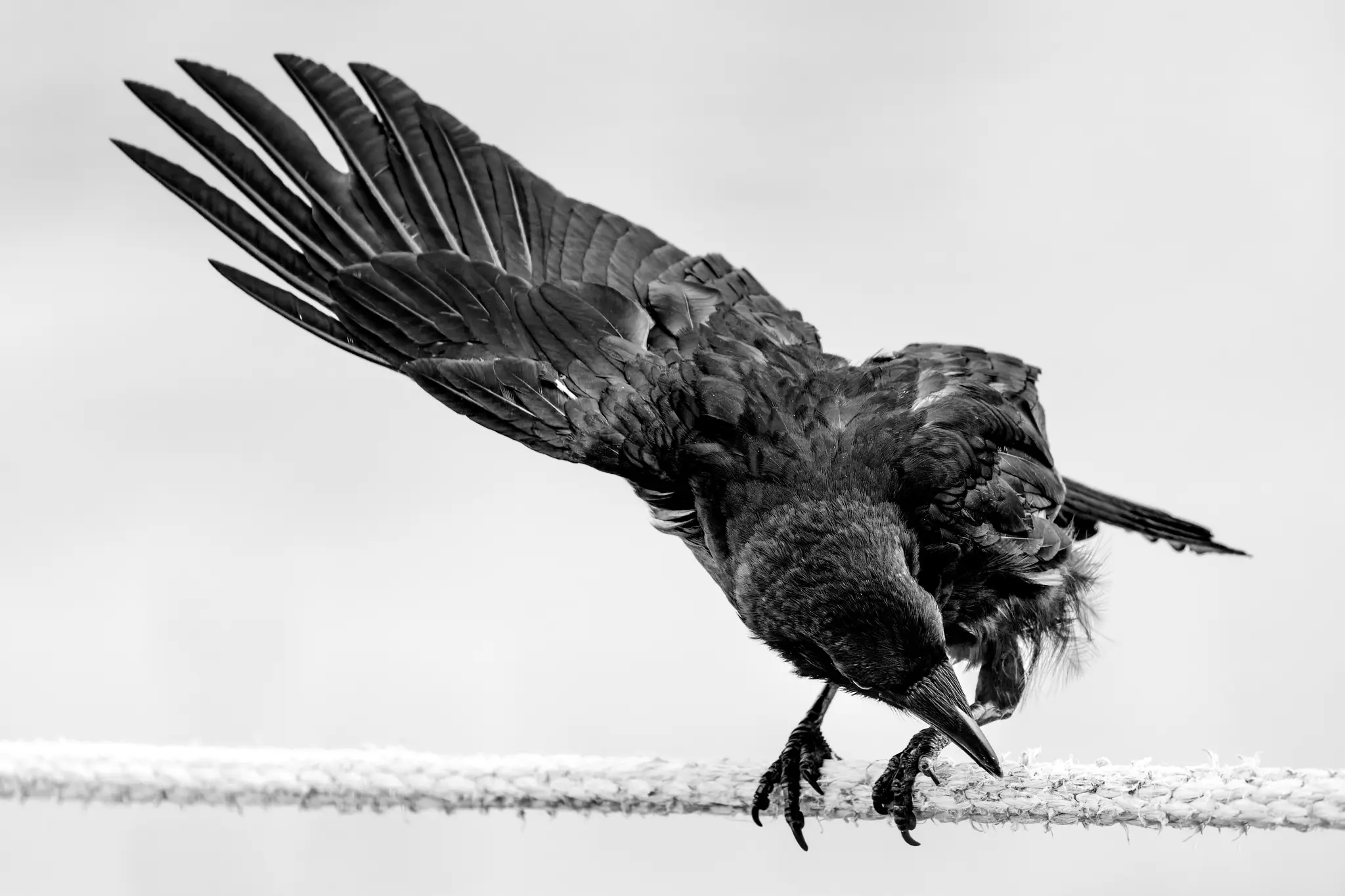 Schwarz-Weiß Foto eines Raben mit ausgebreiteten Flügeln, der auf einem geflochtenen Seil balanciert und nach unten blickt 