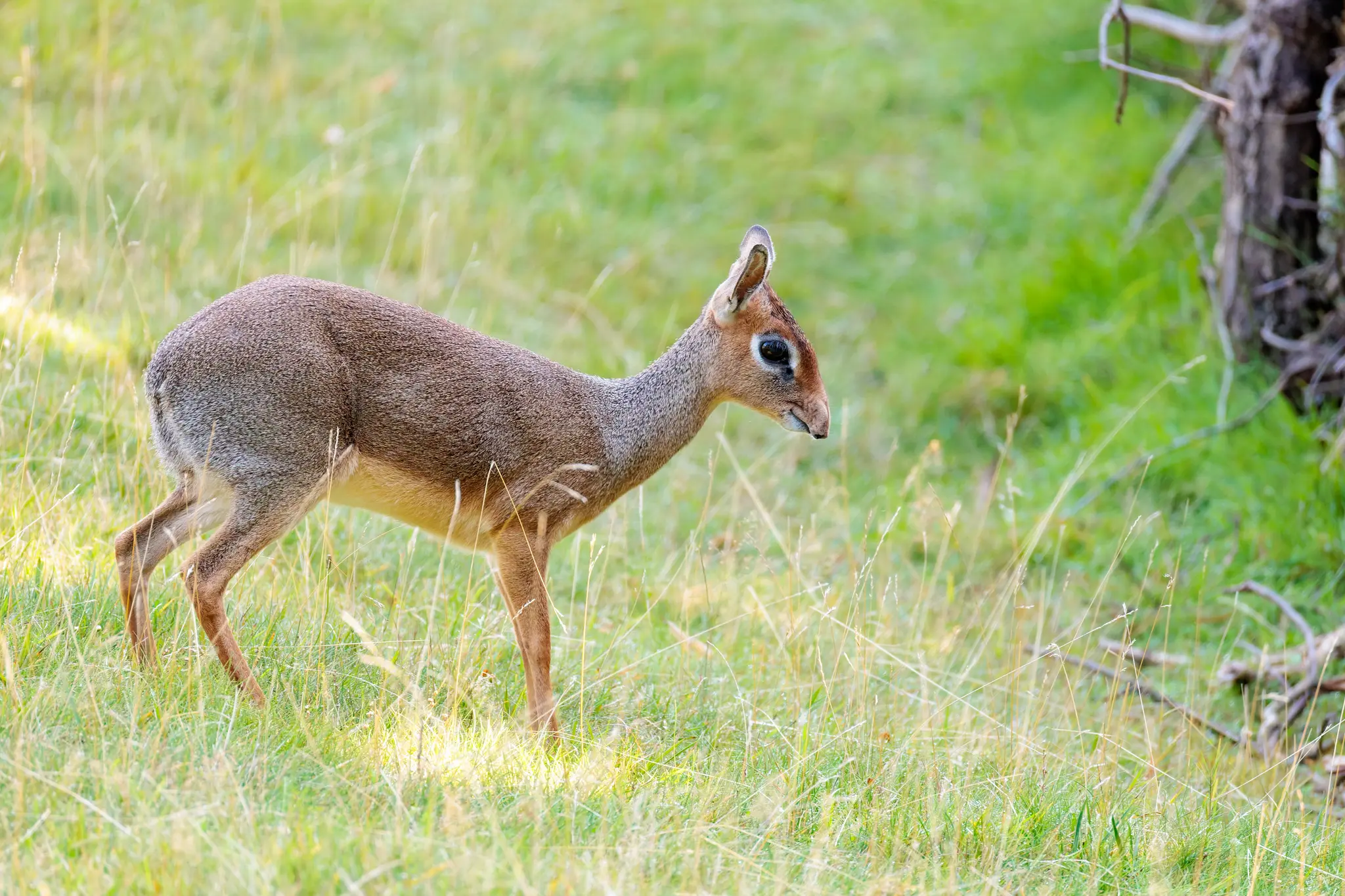 Ein Dikdik, eine zierliche Antilope, steht in seinem grünen, naturnahen Gehege im Prager Zoo 