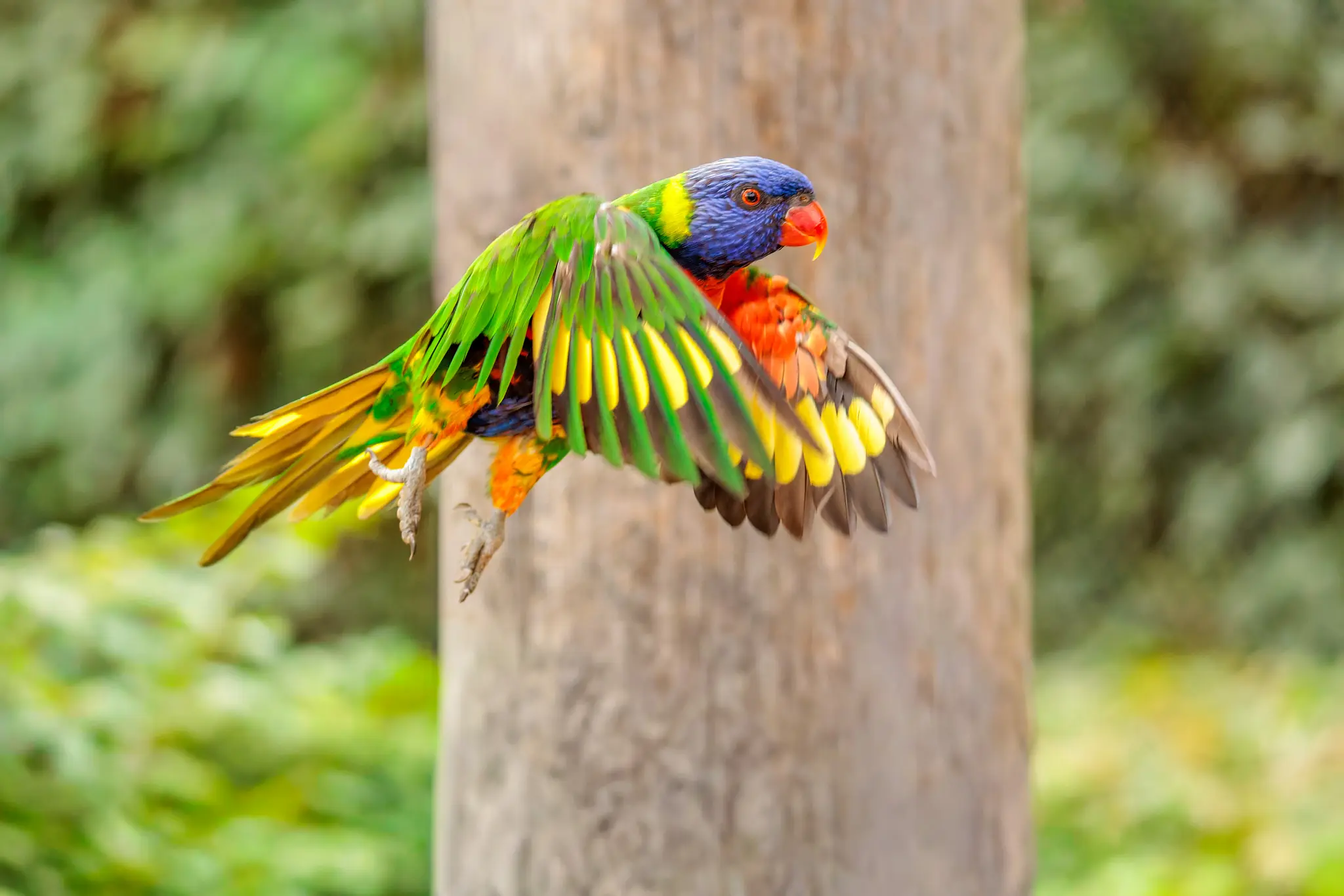 Ein Allfarblori im Flug mit ausgebreiteten Flügeln vor einem Stamm; blauer Kopf, rote Brust und gelbe Flügelbinde leuchten.