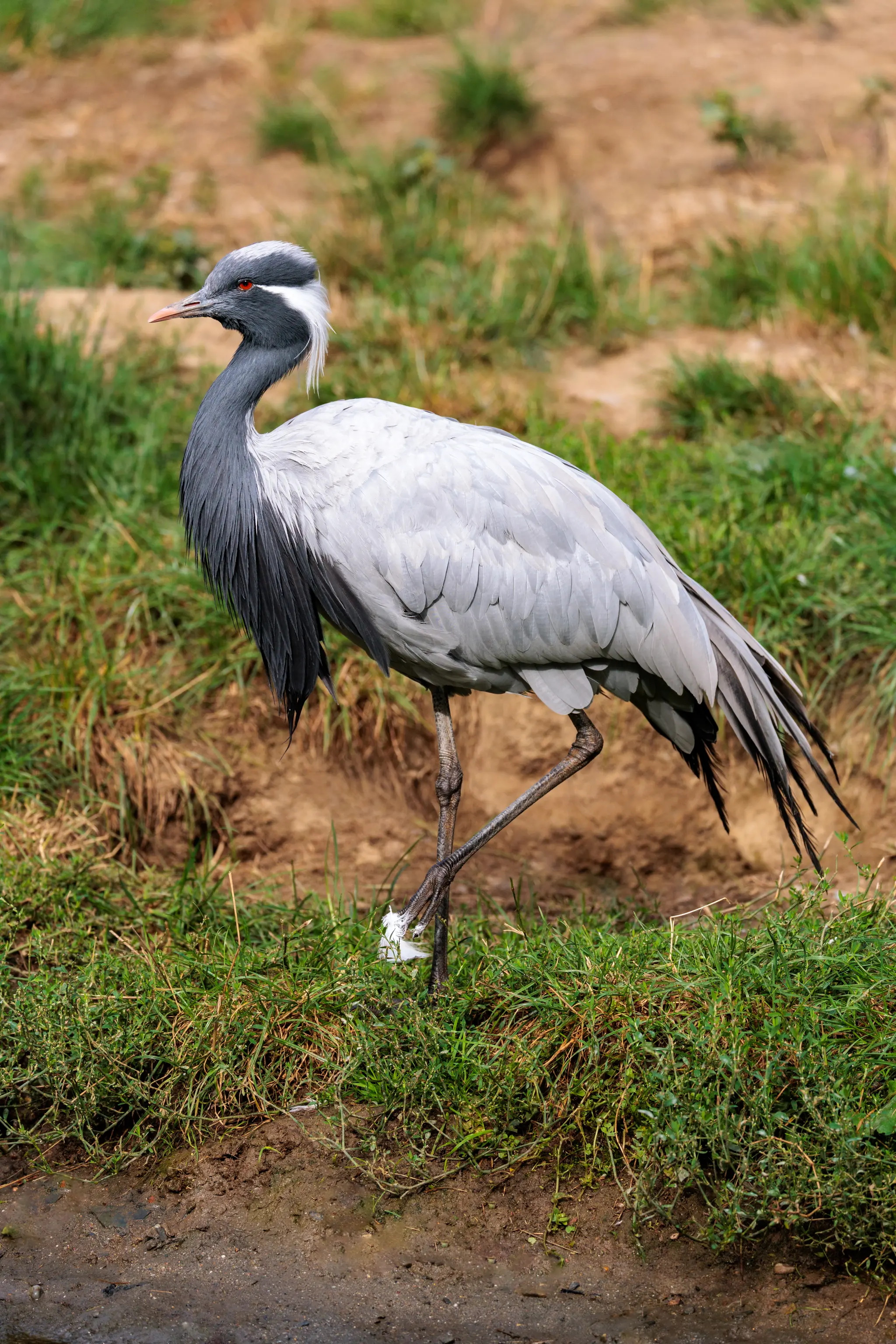 Ein Jungfernkranich schreitet am grasbewachsenen Ufer entlang; graues Gefieder, schwarzer Hals und weißer Augenstrich heben sich klar ab.