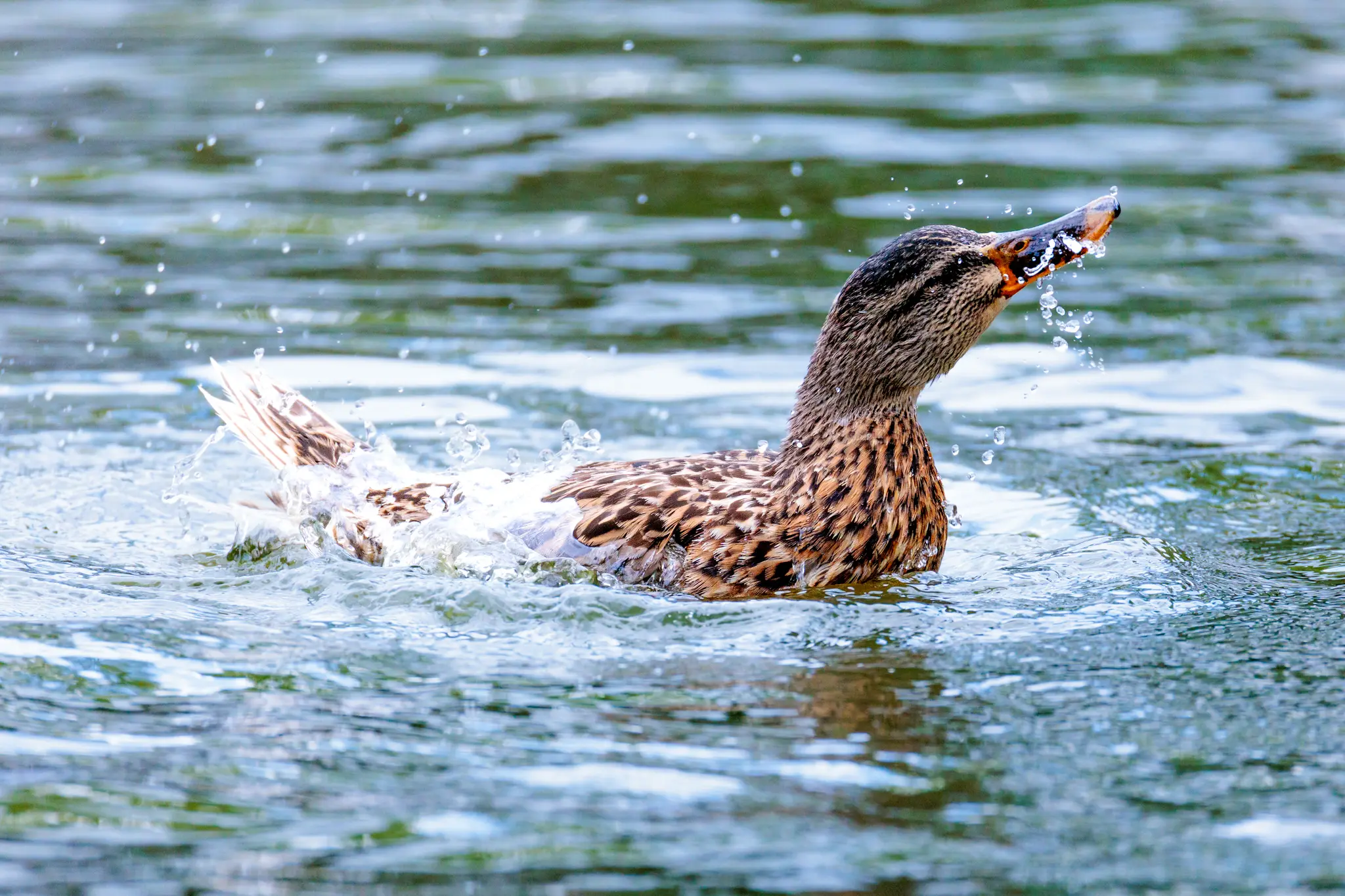 Eine Stockente schüttelt sich im Wasser und erzeugt dabei spritzende Wassertropfen 