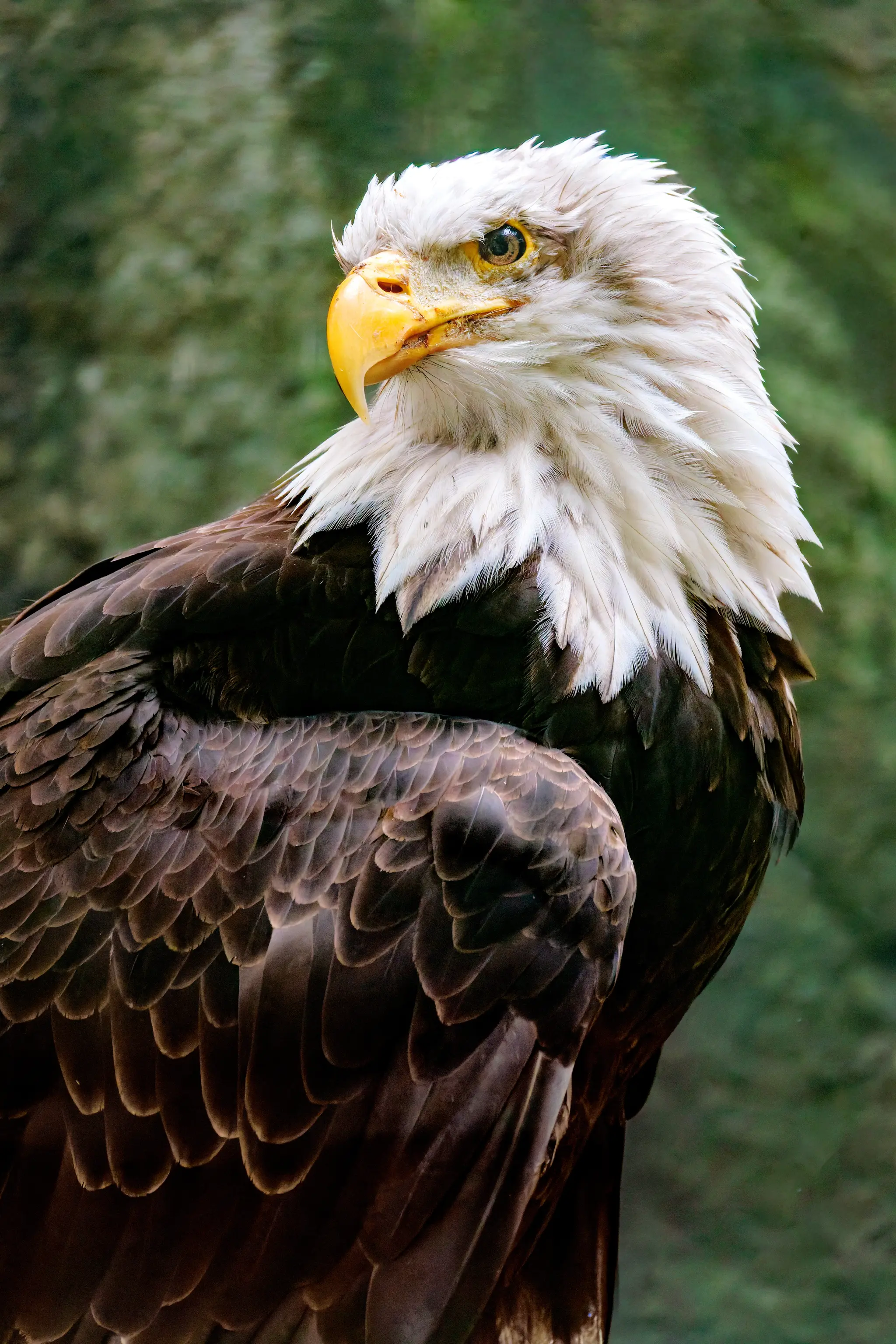 Ein Weißkopfseeadler blickt frontal vor weichem Grün; weißer Kopf, gewaltiger gelber Schnabel und dunkles Gefieder prägen das Porträt.