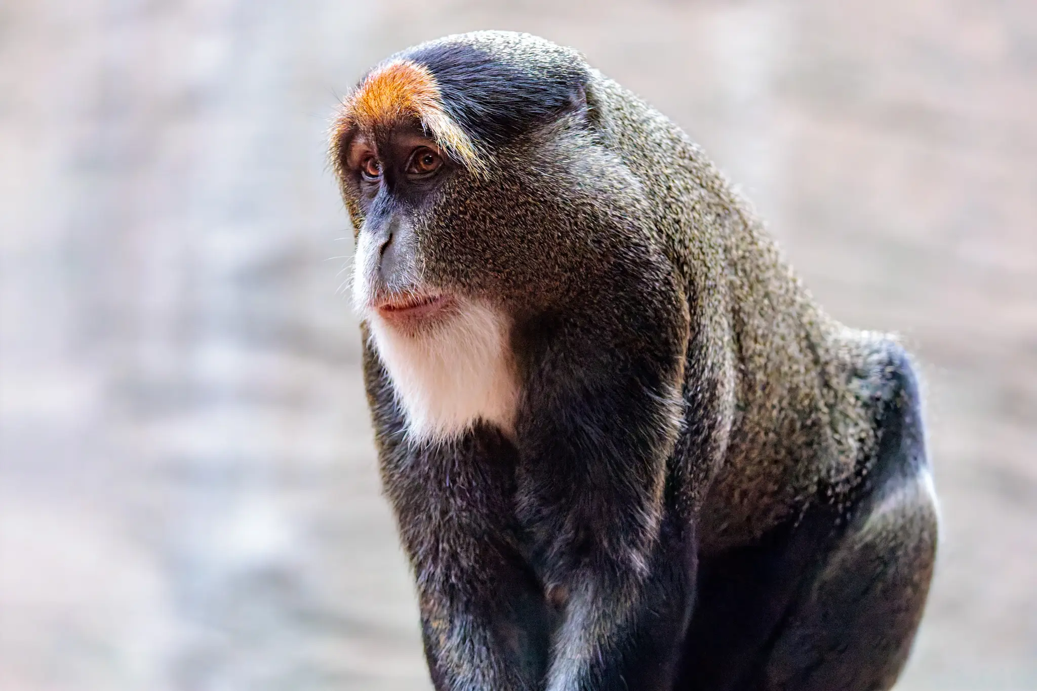 Eine De-Brazzas-Meerkatze mit rostbraunem Stirnfleck, dunklem Gesicht und weißem Kinnbart blickt im Porträt zur Seite.