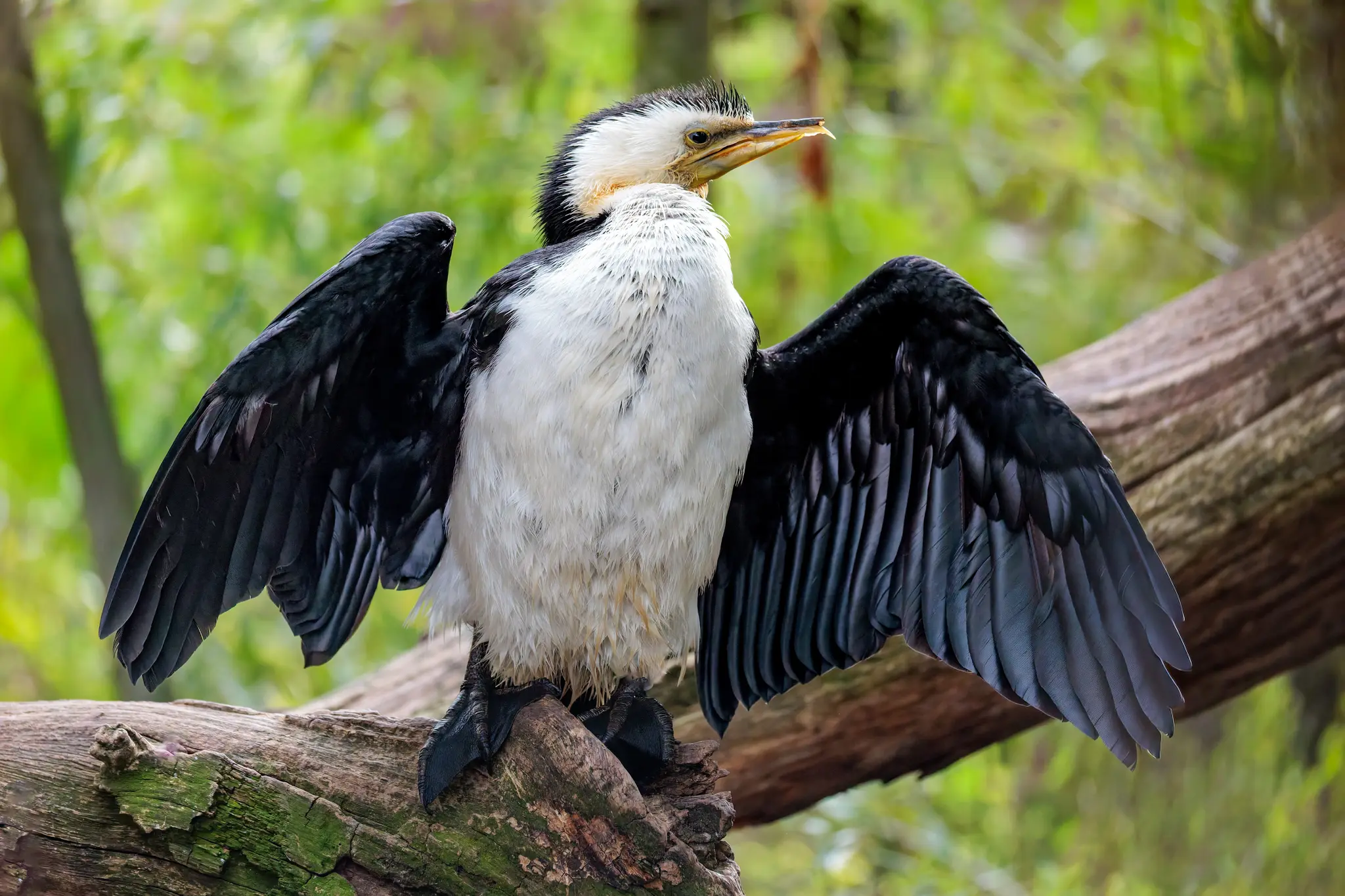 Ein Kormoran mit weißem Bauch, schwarzem Rücken und gelber Gesichtshaut spreizt die Flügel zum Trocknen auf dem toten Ast.