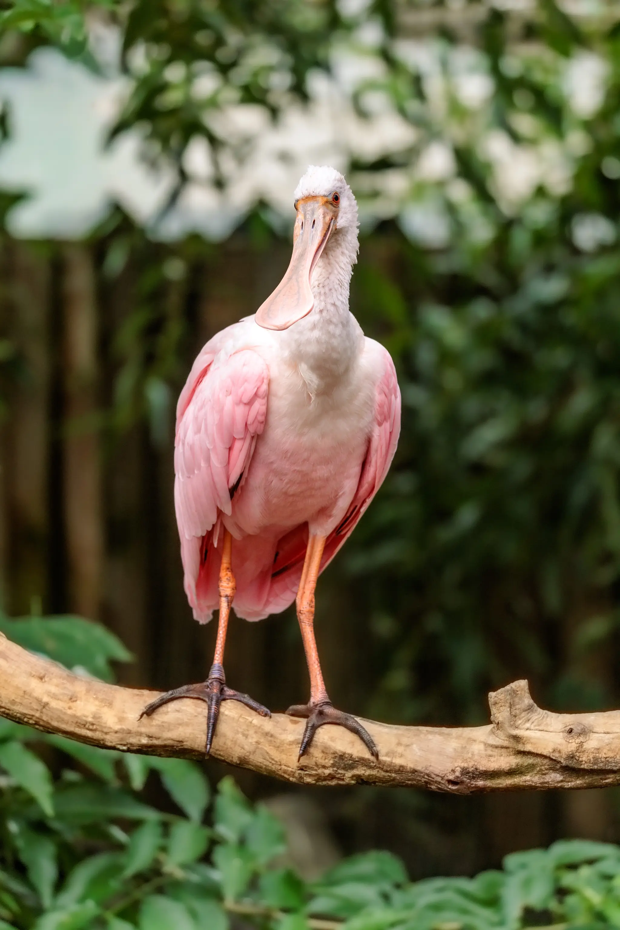 Ein Rosalöffler steht frontal auf dem Ast und blickt in die Kamera; rosa Gefieder und löffelförmiger Schnabel heben sich von dichtem Grün ab.