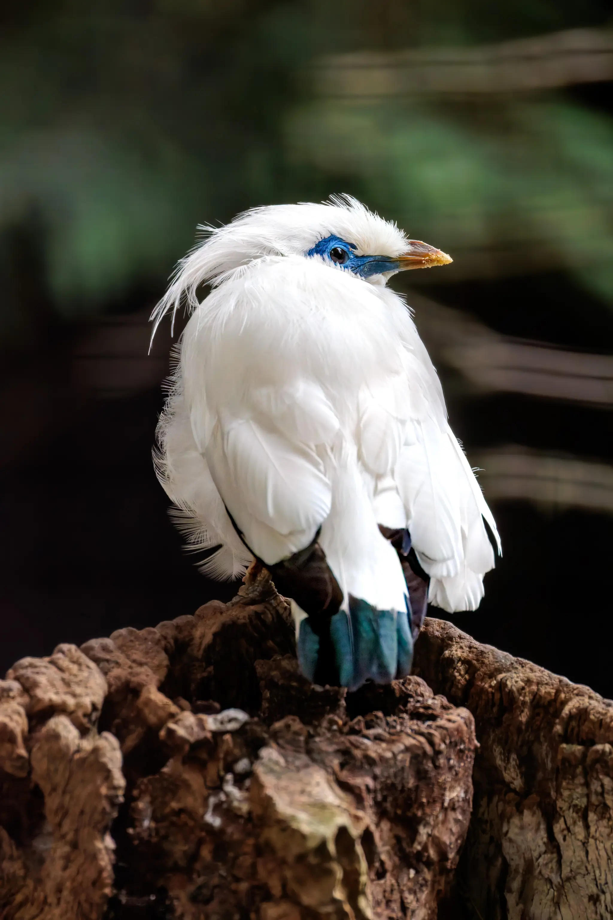Ein Balistar mit weißem Gefieder, blauer Augenpartie und gelbem Schnabel wendet sich über die Schulter vor dunklem Volierenhintergrund.