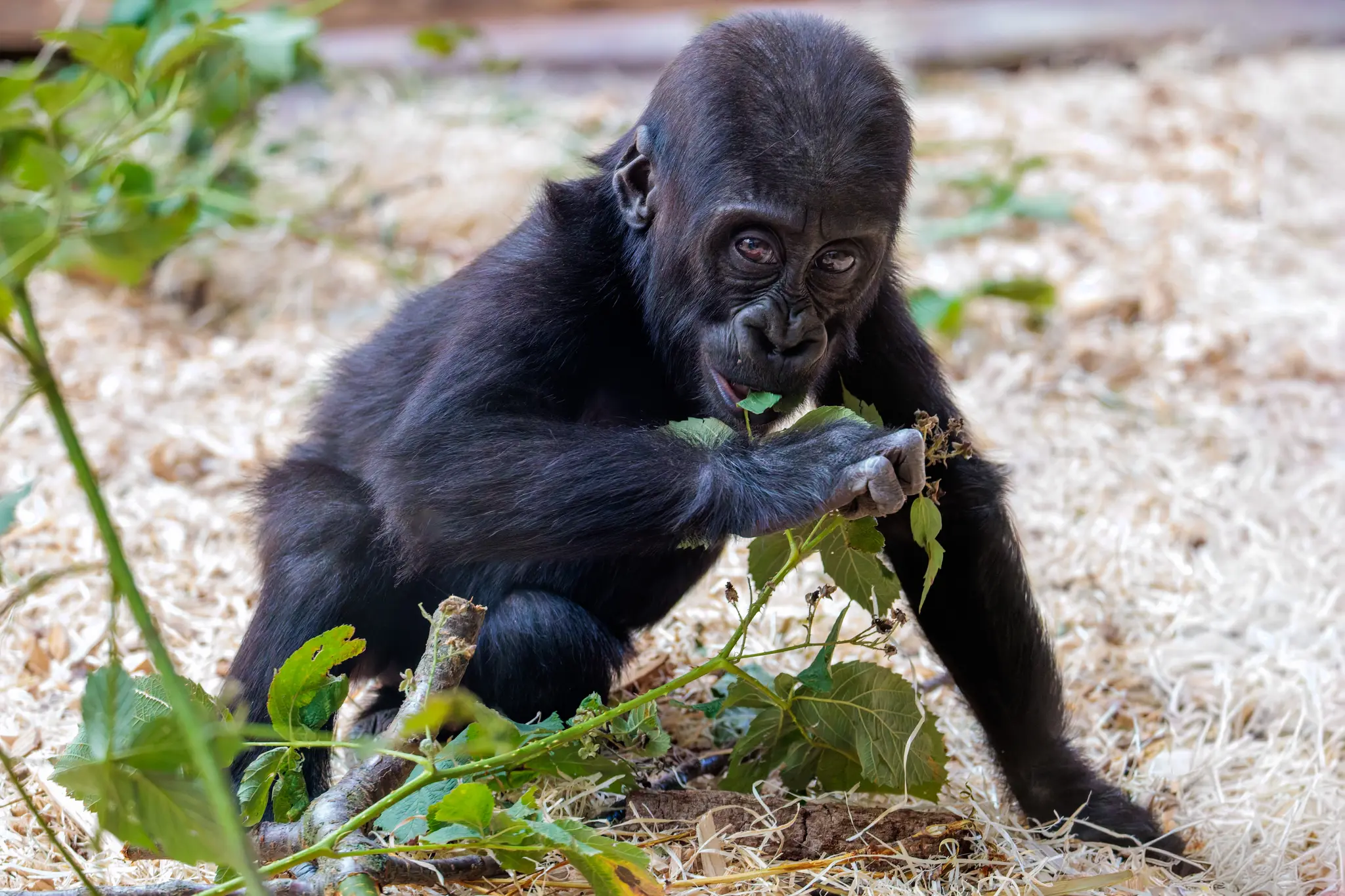 Ein schwarzes Gorilla-Jungtier im Prager Zoo frisst Blätter von einem grünen Zweig 