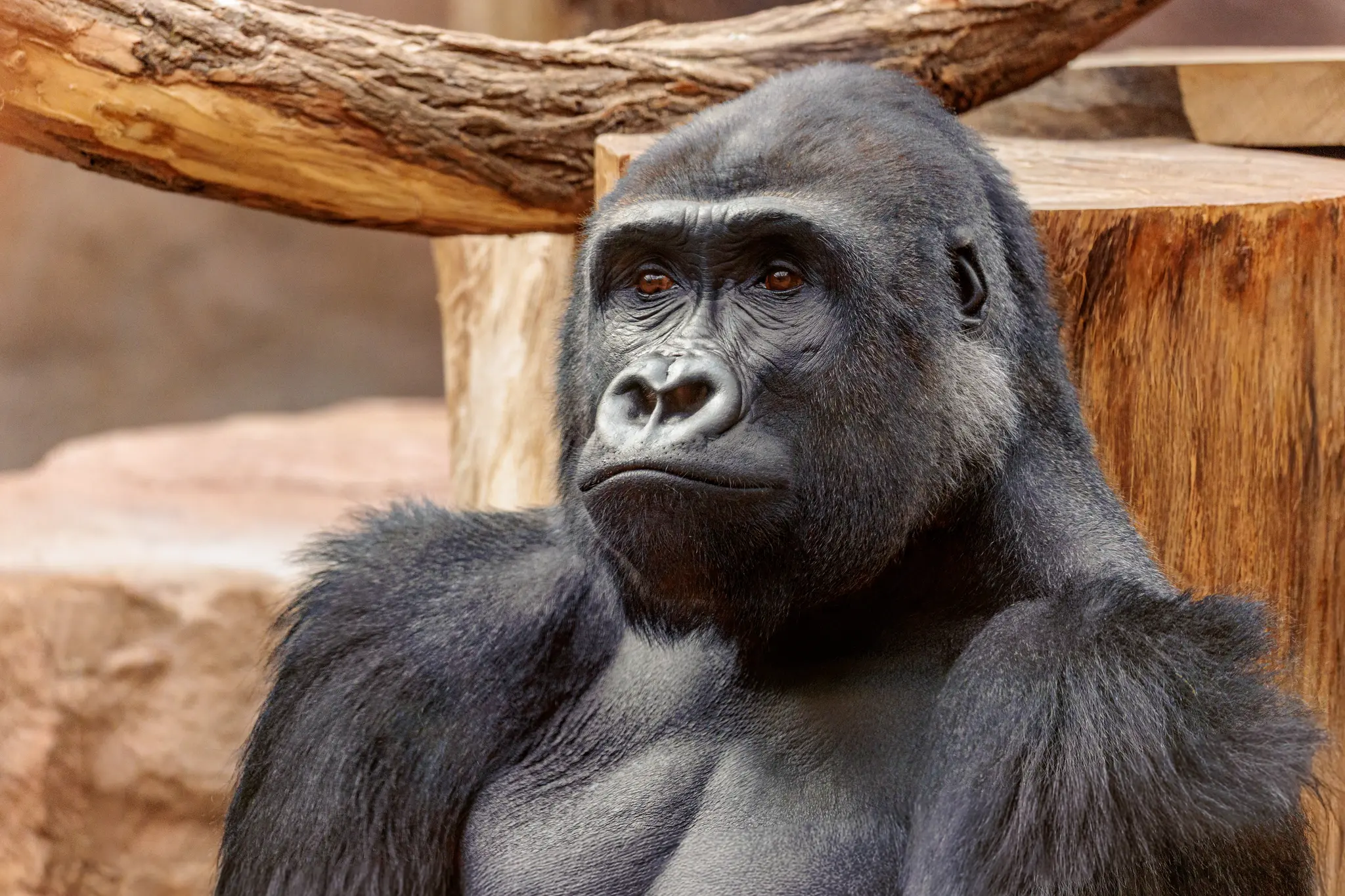 Ein Gorilla blickt ruhig zur Seite; braunes Auge und dunkles Fell prägen das Porträt vor Stämmen und Felswand der Innenanlage.
