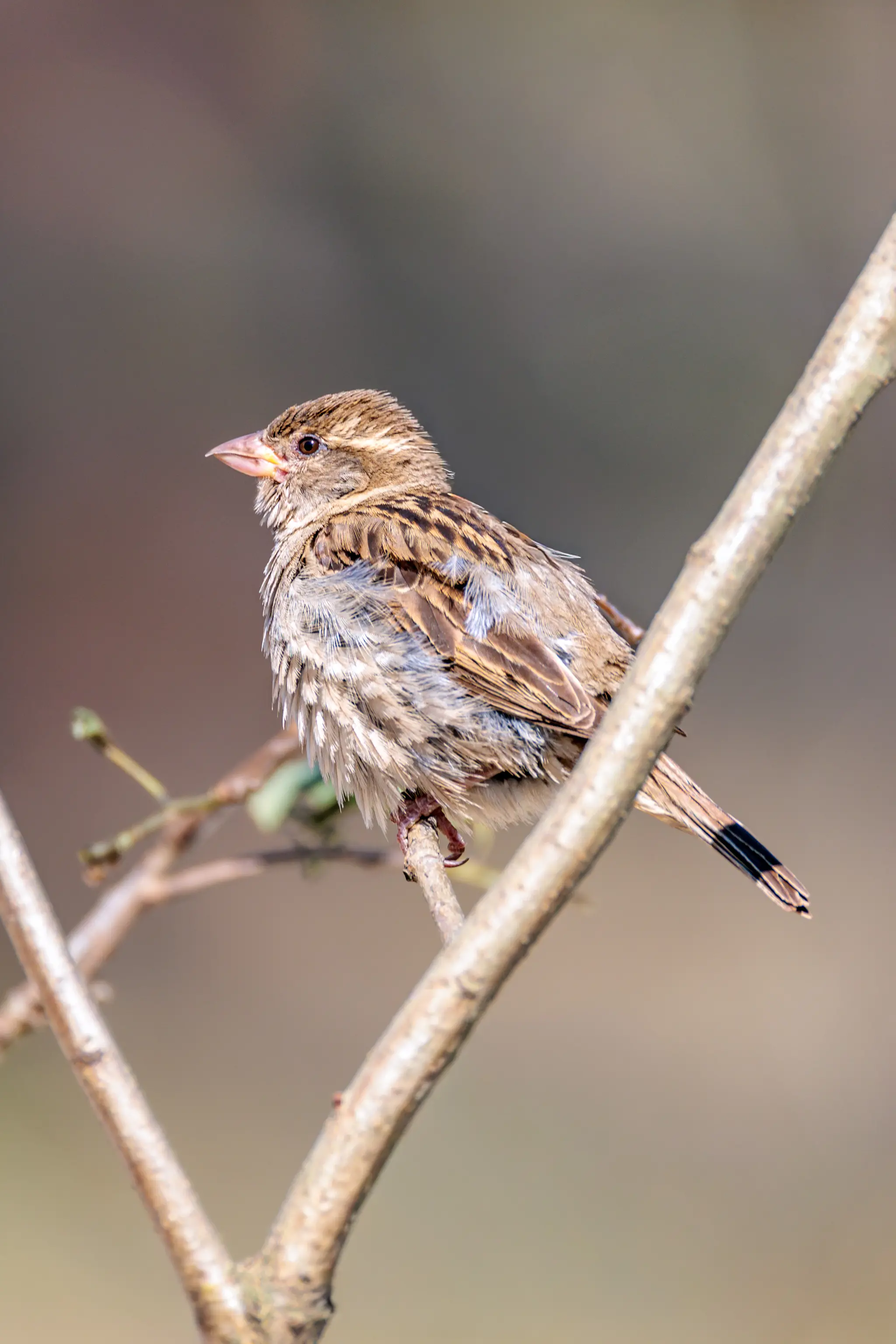 Ein brauner Singvogel mit gestreiftem Gefieder sitzt auf einem kahlen Ast vor einem weichen, unscharfen Hintergrund 