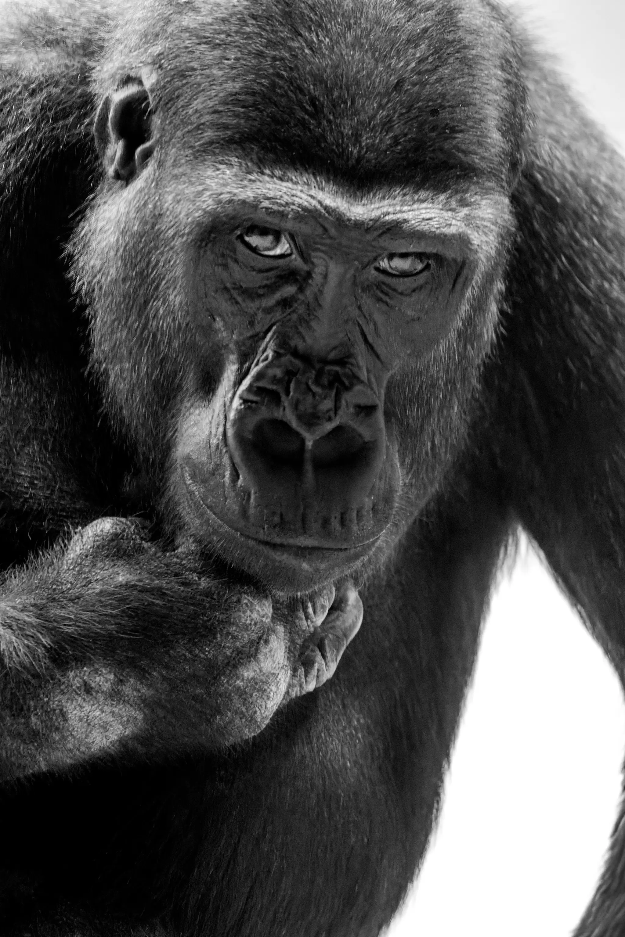 Nahaufnahme eines Gorillas im Zoo Prag, der mit intensivem Blick direkt in die Kamera schaut und nachdenklich das Kinn auf die Faust stützt 