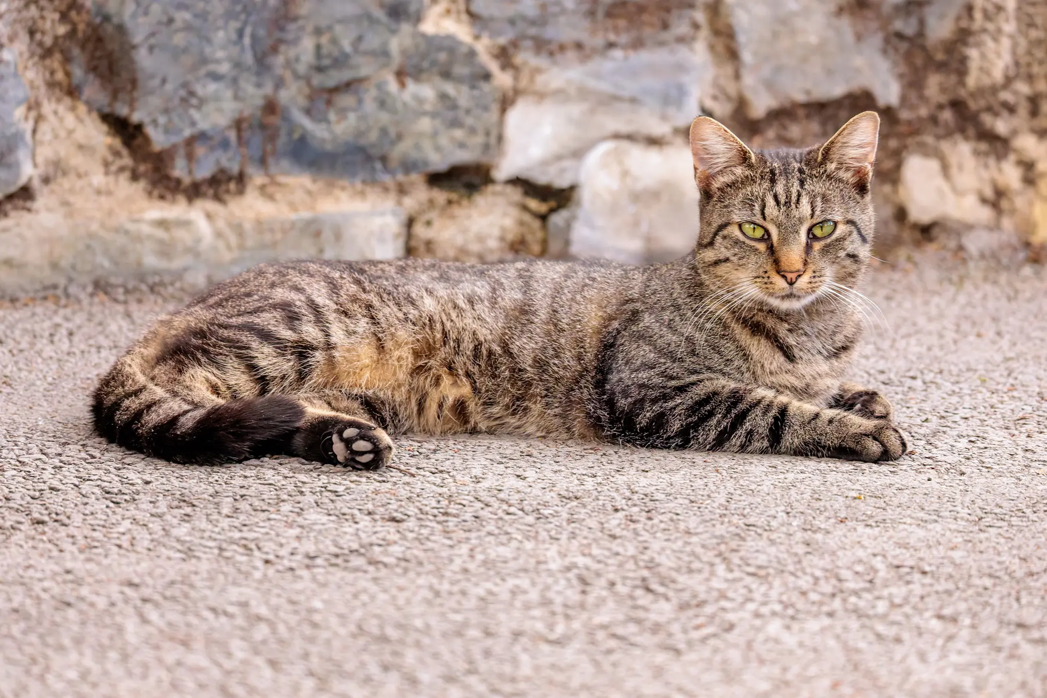 Eine getigerte Katze liegt frontal und blickt direkt in die Kamera.