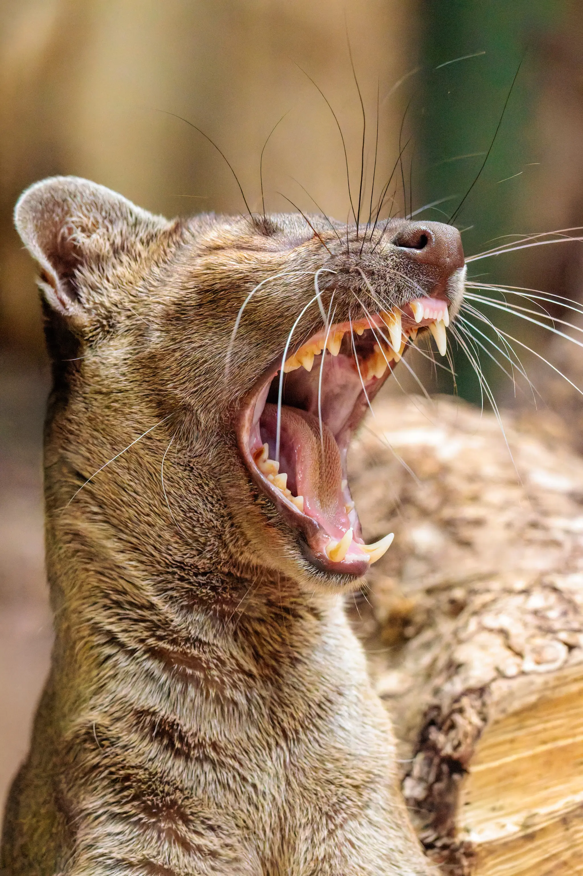 Ein Jaguarundi reißt im Gähnen das Maul weit auf; Zähne, Zunge und die langen Schnurrhaare treten vor dem weichen Holz hervor.