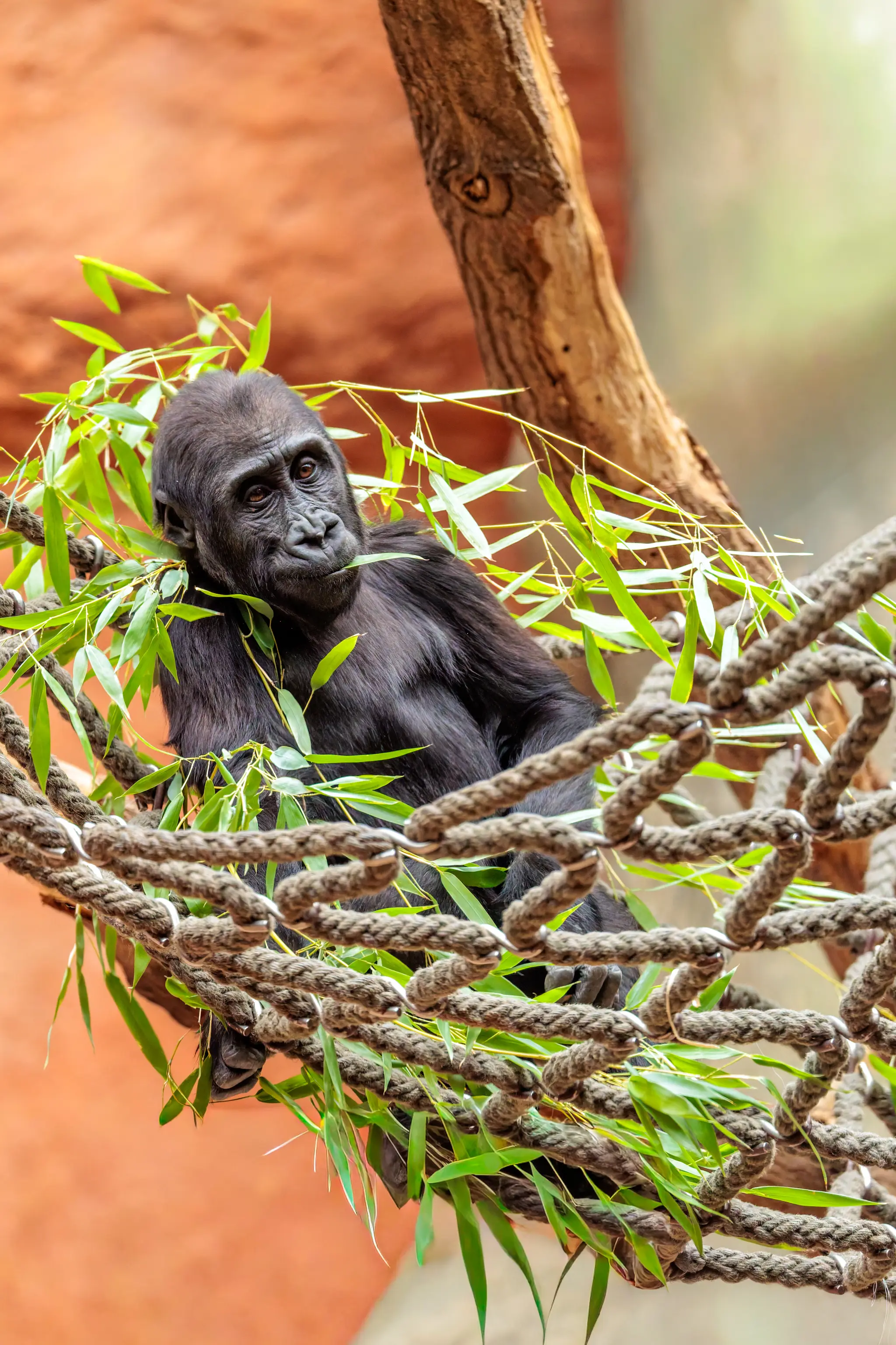Ein junger Gorilla ruht im Netz voller frischer Bambusblätter und blickt direkt in die Kamera, die Hand nah am Gesicht.