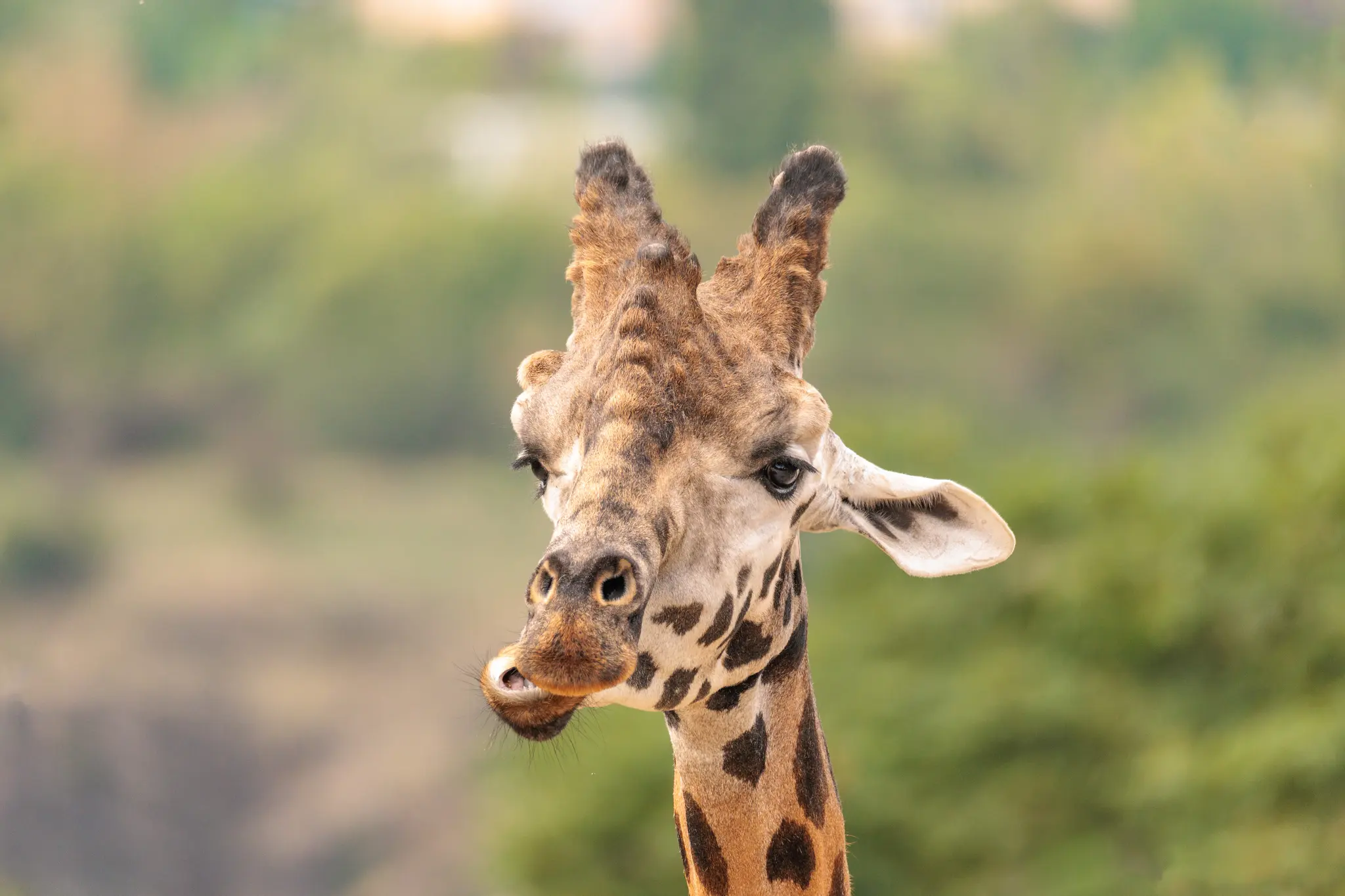 Eine Giraffe kaut mit leicht geöffnetem Maul und blickt frontal in die Kamera; das große Fleckenmuster steht vor der weichen Baumreihe des Geheges.