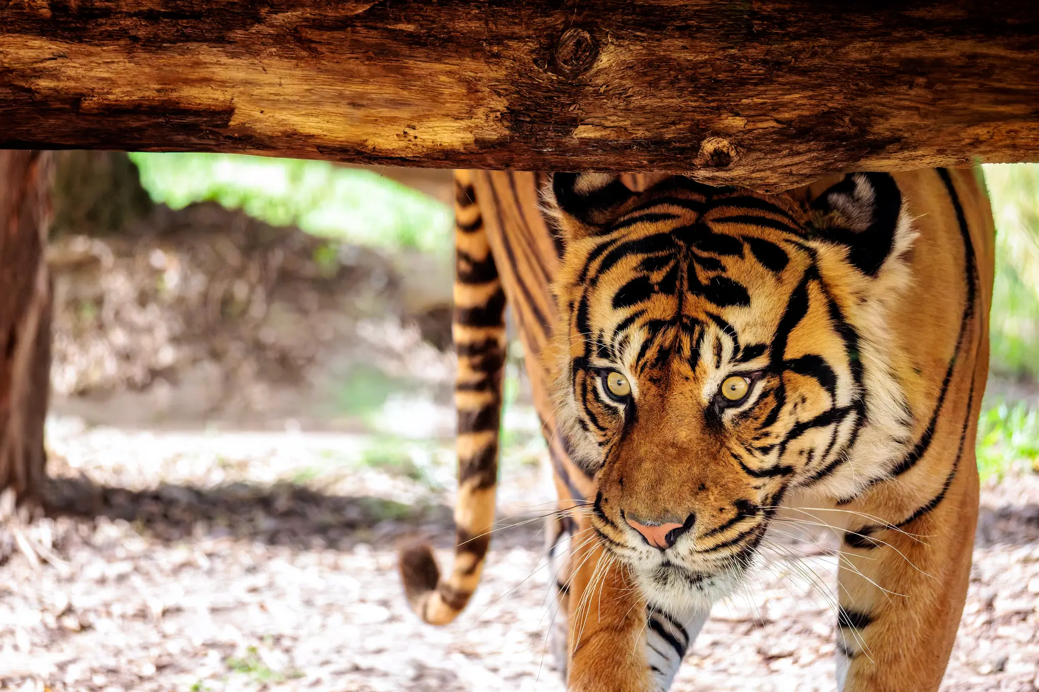 Ein Tiger schreitet unter einem Baumstamm hindurch direkt auf die Kamera zu; der dichte Streifenmantel verleiht der Szene ihre Spannung.