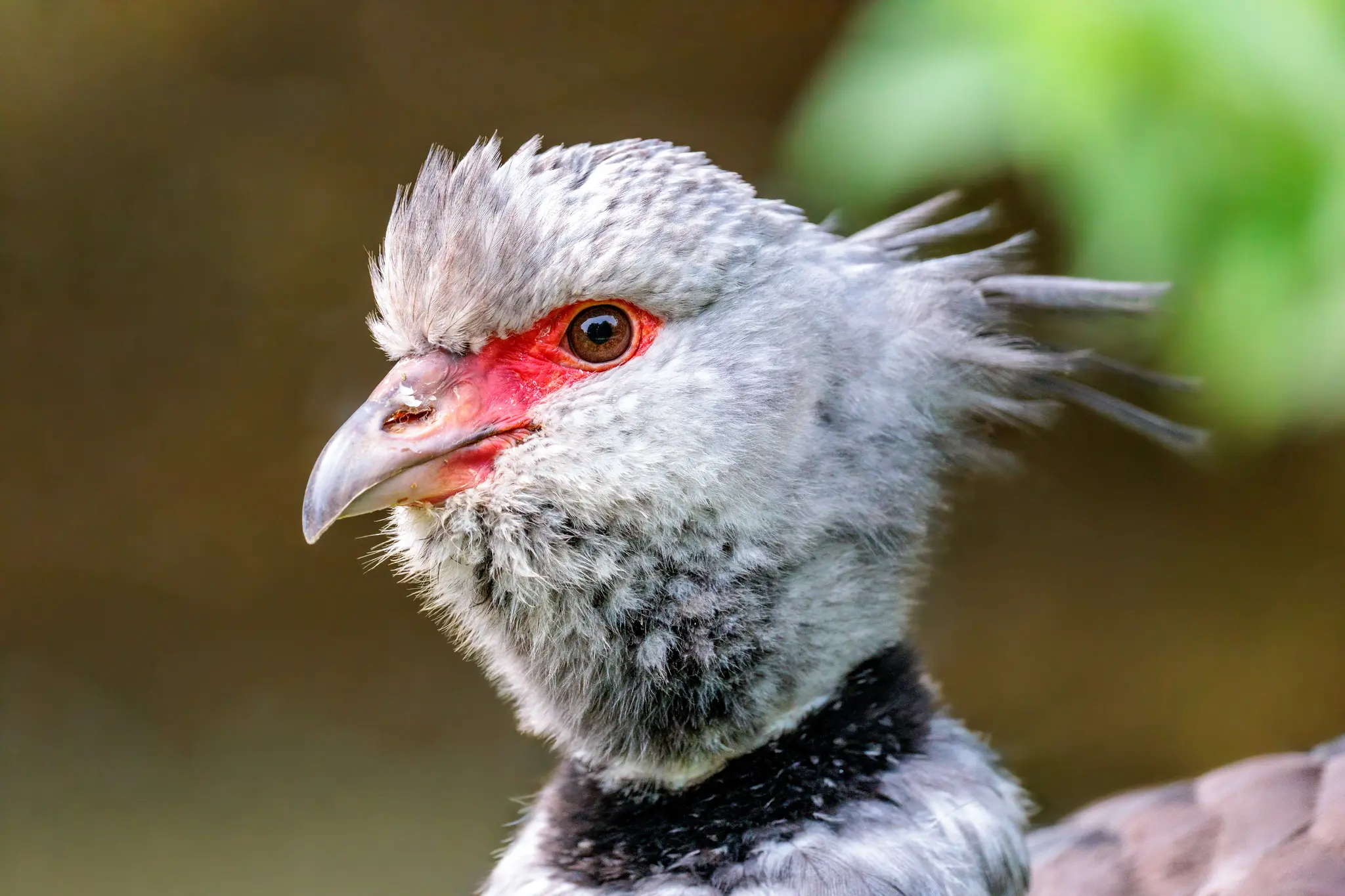 Ein Wehrvogel zeigt im Kopfporträt seine rote Gesichtshaut, den schwarzen Halskragen und die zarte Federhaube vor weichem Grün.