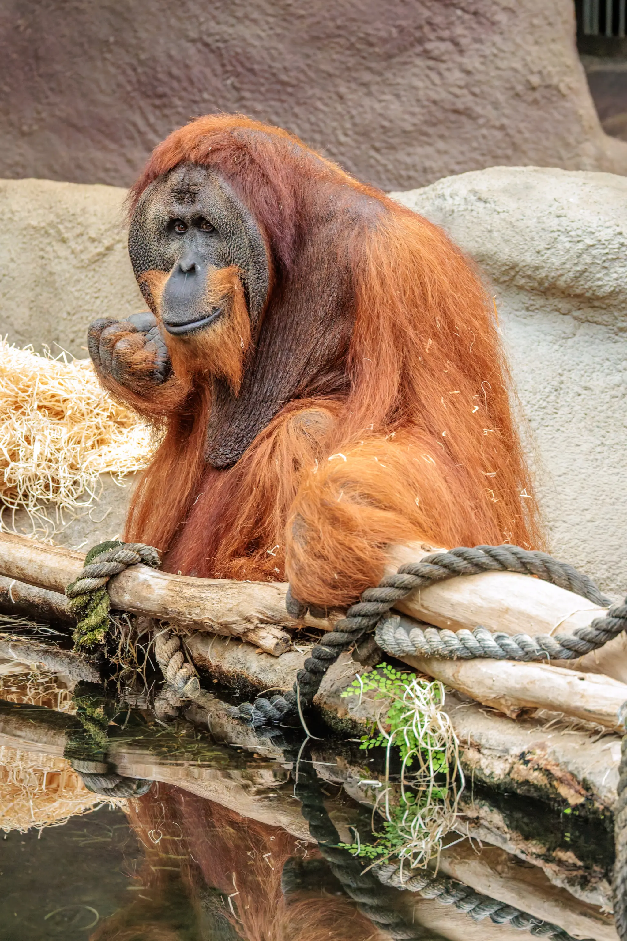 Ein Orang-Utan mit langem rostrotem Fell und dunklem Gesicht sitzt am Wassergraben und hebt die Hand zum Kinn.