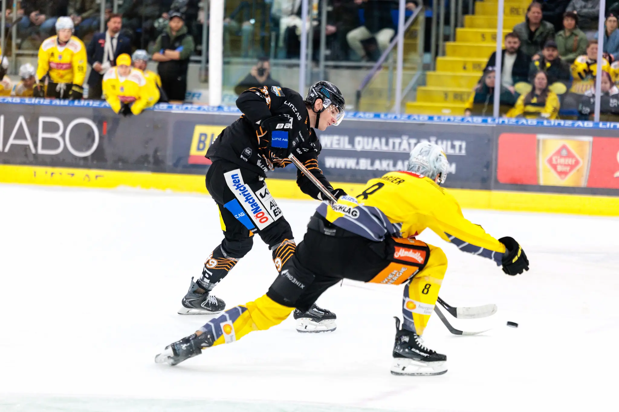Ein Spieler der Black Wings Linz im schwarzen Trikot und ein Spieler der Vienna Capitals im gelben Trikot kämpfen in einem intensiven Eishockey-Zweikampf um den Puck