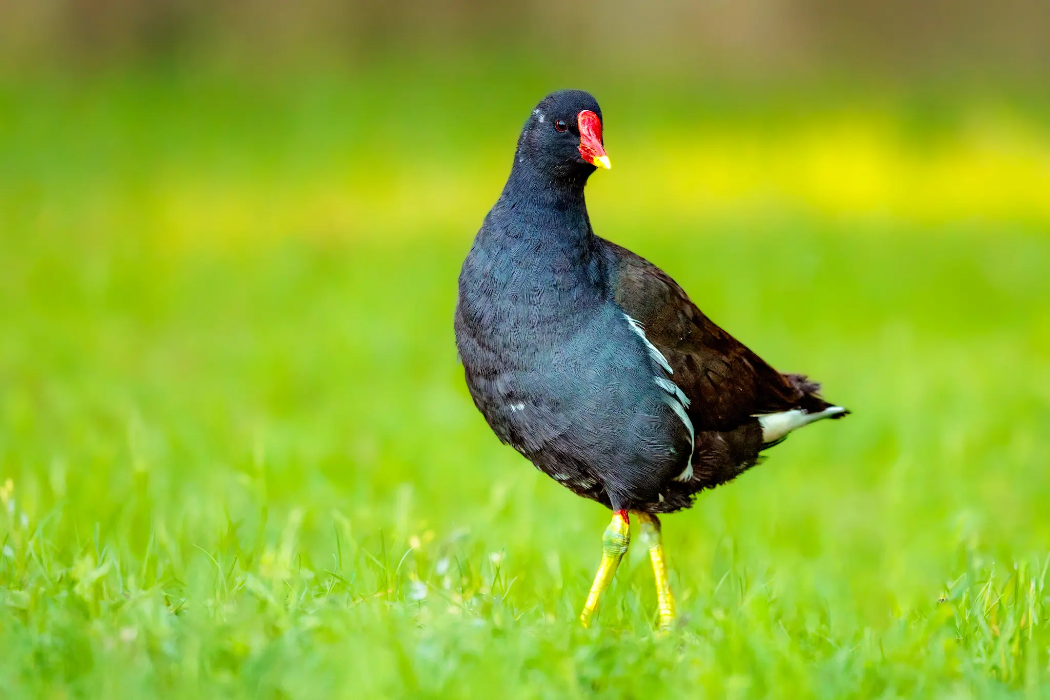 Teichhuhn mit dunkelblau-schwarzem Gefieder, leuchtend rotem Stirnschild und gelb-grünen Beinen steht auf einer grünen Wiese 